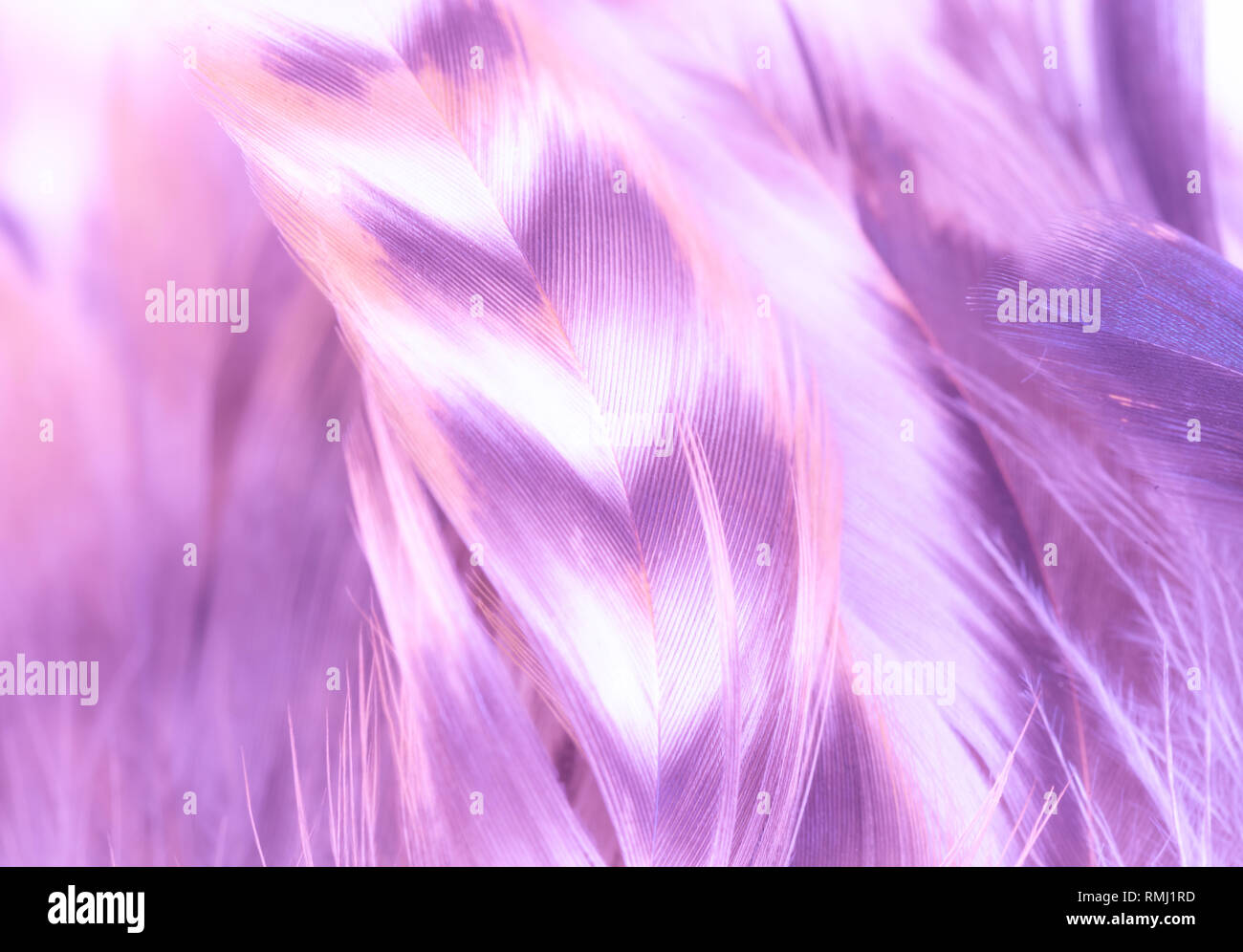 Blue And Purple Feathers Stock Photo - Download Image Now - Purple, Feather,  Nature - iStock