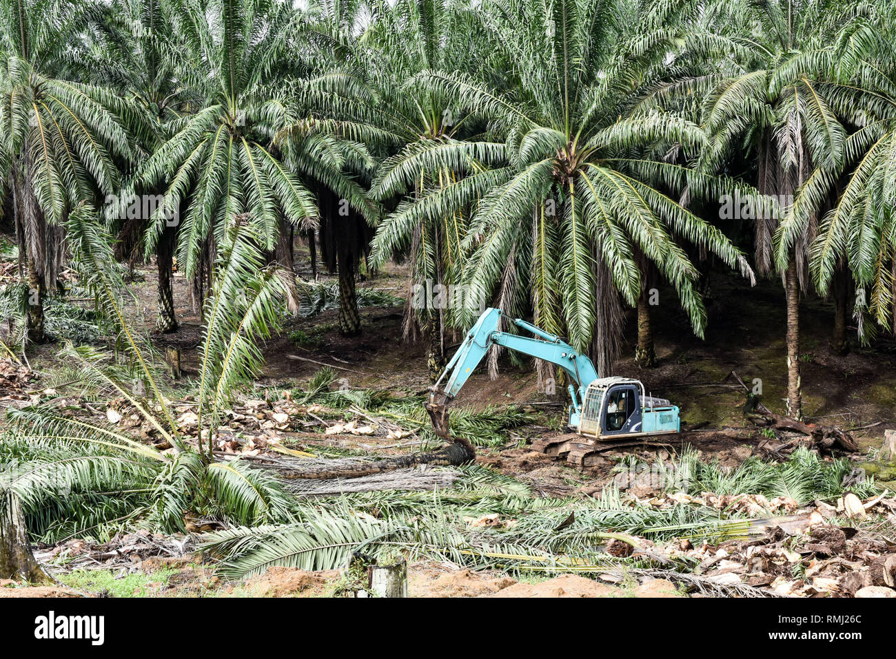 The Excavator fell and chip palm trees into slice for replanting Stock