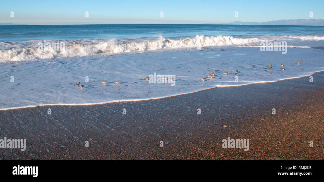 Whimbrel shorebirds on Surfers Knoll beach in Ventura California United States Stock Photo