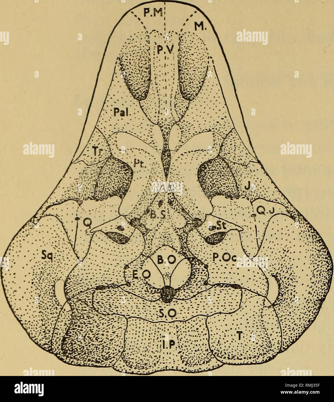 . Annals of the South African Museum = Annale van die Suid-Afrikaanse Museum. Natural history. 34 ANNALS OF THE SOUTH AFRICAN MUSEUM. Fig. 9 Moschops koupensis nov. sp. Ventral view of S.A.M. 11582 X 1 /6, with symmetry restored, but the slight forward shift of the suspensorium due to some dorso-ventral pressure is not corrected. / 1 &gt;Jy- ^ *? t Po,F. Pr.F. N. &gt; x „ *' , s N * &quot;»x t 1 * 1 &gt; P.O. / L ' M. X /.,.?&gt; An Fig. 10 Delphinognathus conocephalus. Lateral view of the type skull S.A.M. 713 X 1/6, clearly showing the notch between the jugal and the quadratojugal.. Pleas Stock Photo