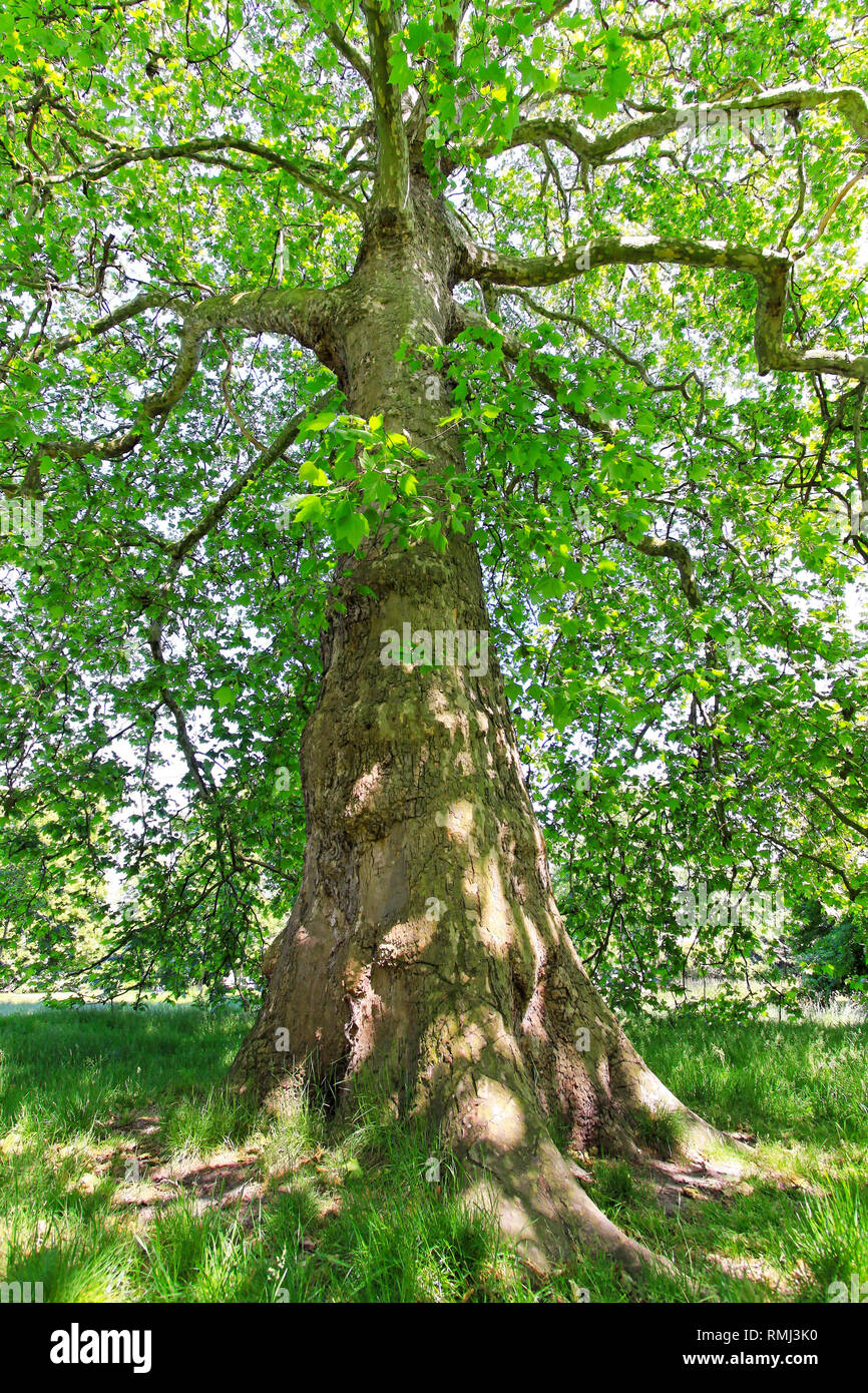 Very tall deciduous tree in green park Stock Photo Alamy