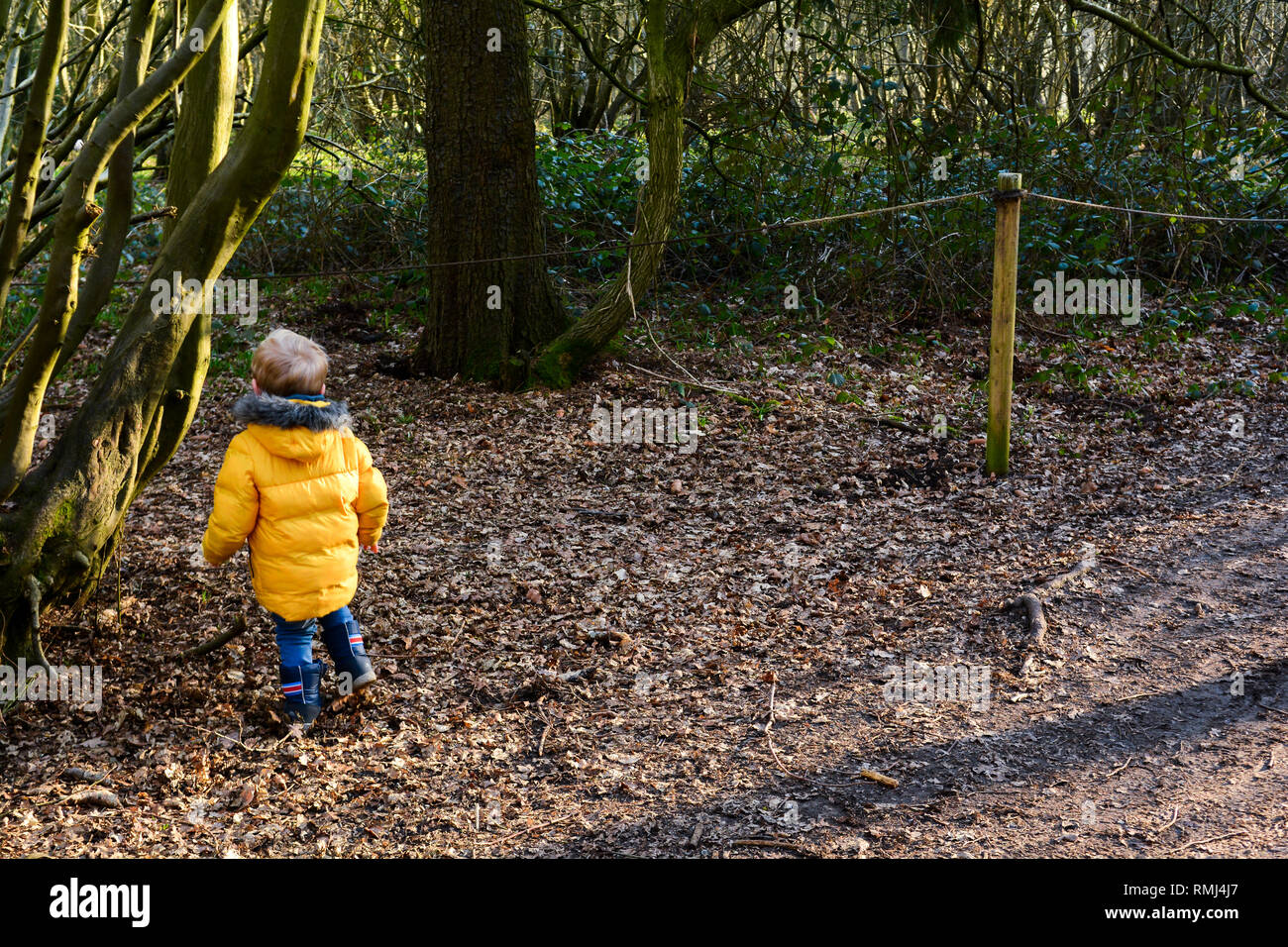 Young boy exploring outdoors and learning to climb trees Stock Photo