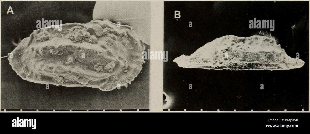 . Annals of the South African Museum = Annale van die Suid-Afrikaanse Museum. Natural history. 112 ANNALS OF THE SOUTH AFRICAN MUSEUM Dimensions (mm) length height K5774 0,50 0,28 Age, distribution, palaeoecology Uppermost Campanian II (Nibela Peninsula, Zululand). It occurs in ostra- cod assemblage 4b, indicating that it was deposited in quiet, moderate-water depths (?200 m inner-mid shelf). This is the youngest record of the genus Gibberleberis so far. Genus Australileberis Dingle, 1976 Records of this genus have previously been confined to the Eocene: JC-1 borehole off Natal; and outcrops o Stock Photo