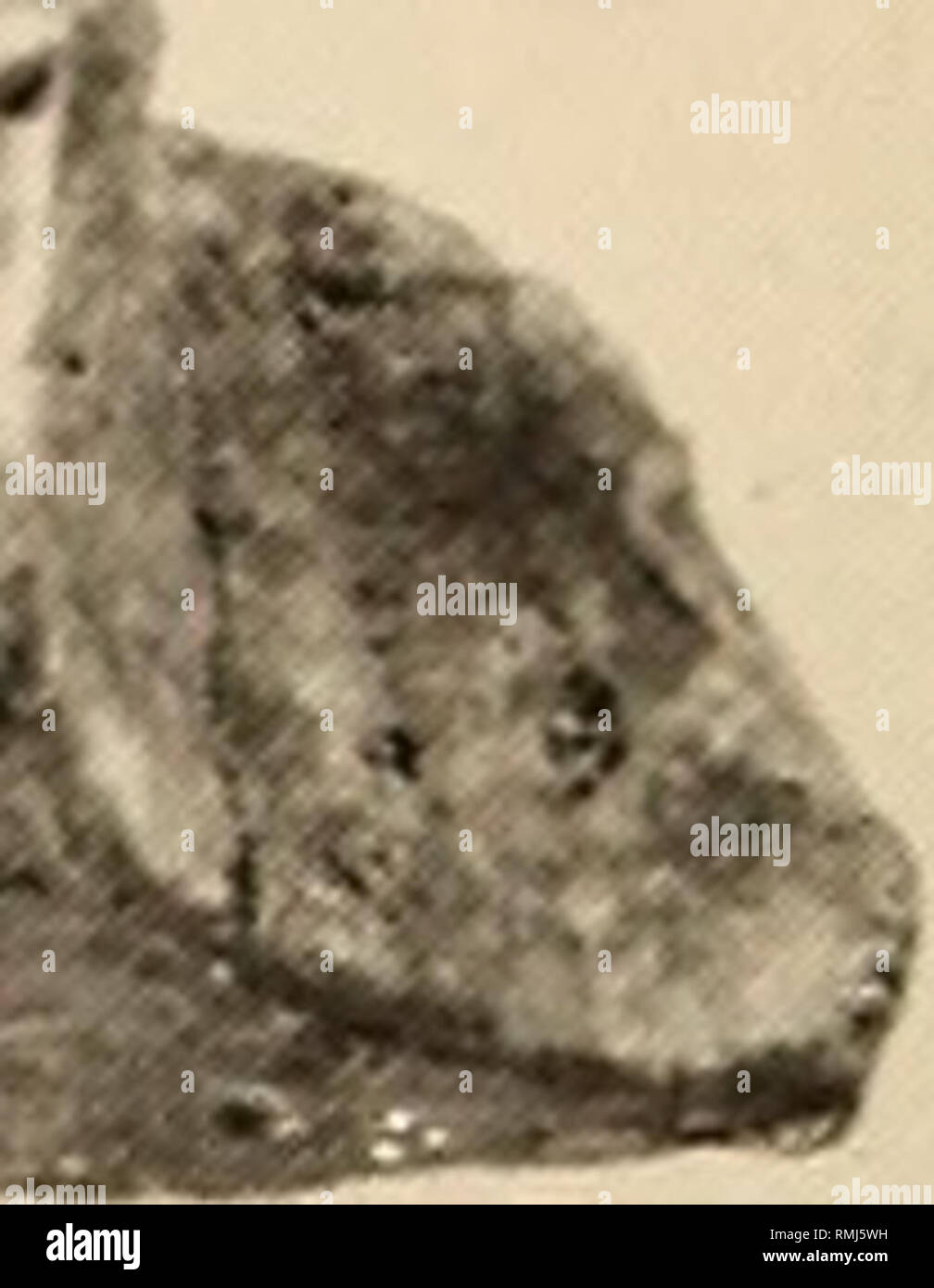 Annals of the South African Museum = Annale van die Suid-Afrikaanse Museum.  Natural history. *» ««** «o !!ll!|llll|llll|llll|llll|llll|lill|llll|llll| llll|l lb 114 lis lb 1I7 118 1|9 2|0 |llll|llll|l!ll|lllllll|lllllll|llll| llll|llll|!lll!llll|l!ll ...