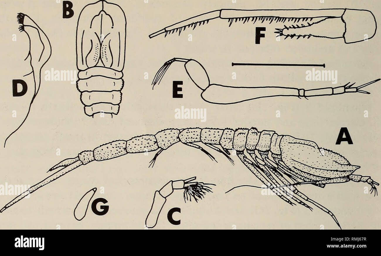 . Annals of the South African Museum = Annale van die Suid-Afrikaanse Museum. Natural history. Fig. 3. Stenotyphlops spinulosus Adult male. A. Lateral view. B. Dorsal view of cephalothorax. C. Antenna 1. D. Maxilla 1 E. Pereiopod 3. F. Uropod and telson. G. Pereiopod 5. Scale line = 4 mm for A-B; 2 mm for C, E-F; 1 mm for D, G. sexes. Stebbing figures his female with a slightly narrower carapace and a larger first segment of antenna 1. The flagellum of his female has four segments and the present one five. The greatest difference is in the telson: Stebbing figures it as being not very much lon Stock Photo