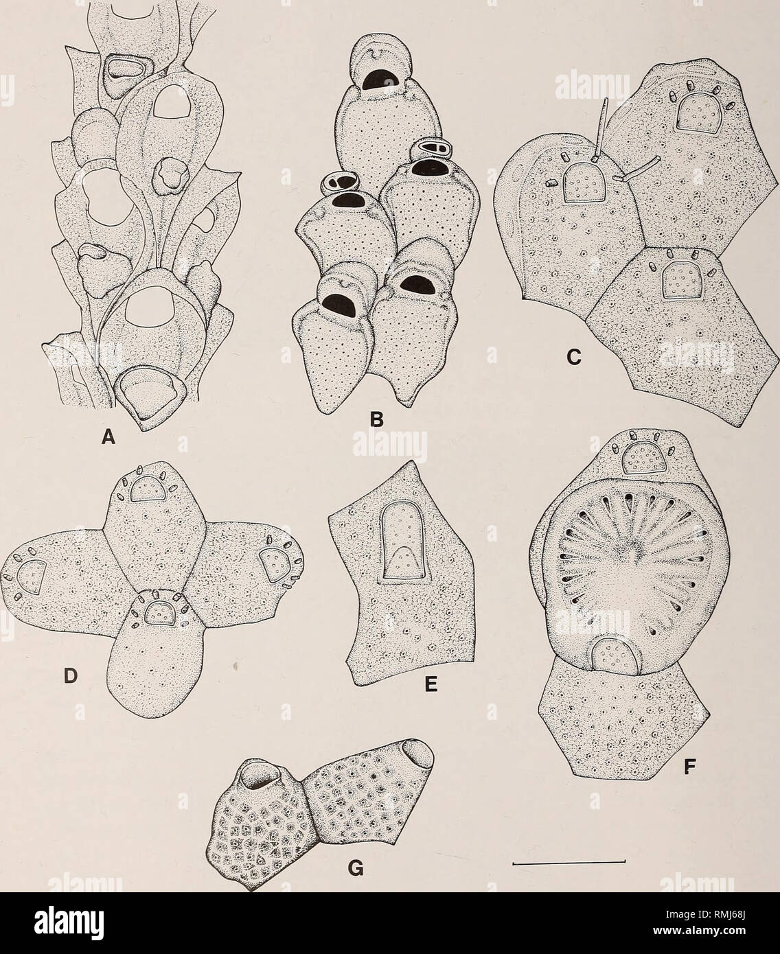 . Annals of the South African Museum = Annale van die Suid-Afrikaanse Museum. Natural history. 18 ANNALS OF THE SOUTH AFRICAN MUSEUM. Fig. 5. A. Foveolaria sp., the dead specimen from SM 162. B. Micropora similis sp. nov. C-F. Macropora africana sp. nov. C. Zooids from the growing edge. D. The ancestrula, and periancestrular zooids. E. A vicarious avicularium. F. An ovicelled zooid. G. Exechonella sp. Scale = 0,5 mm for A-F; 1 mm for G.. Please note that these images are extracted from scanned page images that may have been digitally enhanced for readability - coloration and appearance of thes Stock Photo