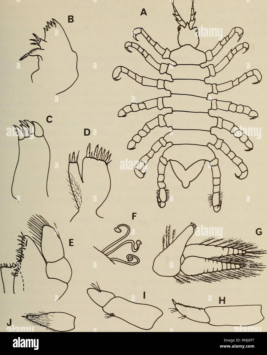 . Annals of the South African Museum = Annale van die Suid-Afrikaanse Museum. Natural history. THE AMPHIPODA OF SOUTHERN AFRICA 173. Fig. 21. Temnophlias capensis K. H. Barnard, 1916 Female, 7 mm: A—dorsal aspect; B—mandible; C—maxilla 1; D—maxilla 2; E—maxilliped; F—setae of brood lamellae; G—pleopod 3; H, I, J—uropods 1, 2, 3.. Please note that these images are extracted from scanned page images that may have been digitally enhanced for readability - coloration and appearance of these illustrations may not perfectly resemble the original work.. South African Museum. Cape Town : The Museum Stock Photo
