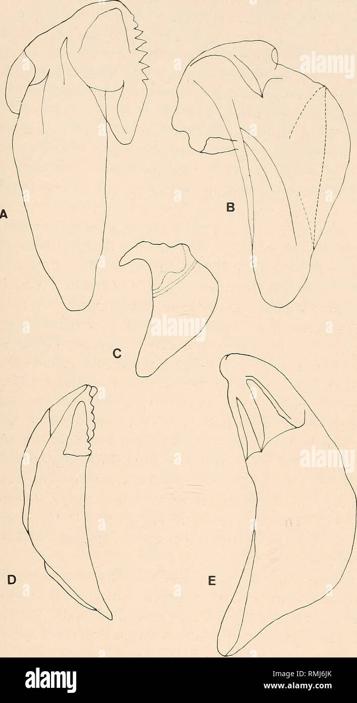 . Annals of the South African Museum = Annale van die Suid-Afrikaanse Museum. Natural history. SOUTH AFRICAN JANOLIDAE 35. Fig. 26. Variation in jaw morphology. A. Janolus fuscus O'Donoghue, 1924. B. Bonisa nakaza gen. et sp. nov. C. Janolus toyamensis Baba &amp; Abe, 1970. D. Janolus longidentatus sp. nov. E. Janolus capensis Bergh, 1907. Scale 1,0 mm.. Please note that these images are extracted from scanned page images that may have been digitally enhanced for readability - coloration and appearance of these illustrations may not perfectly resemble the original work.. South African Museum.  Stock Photo