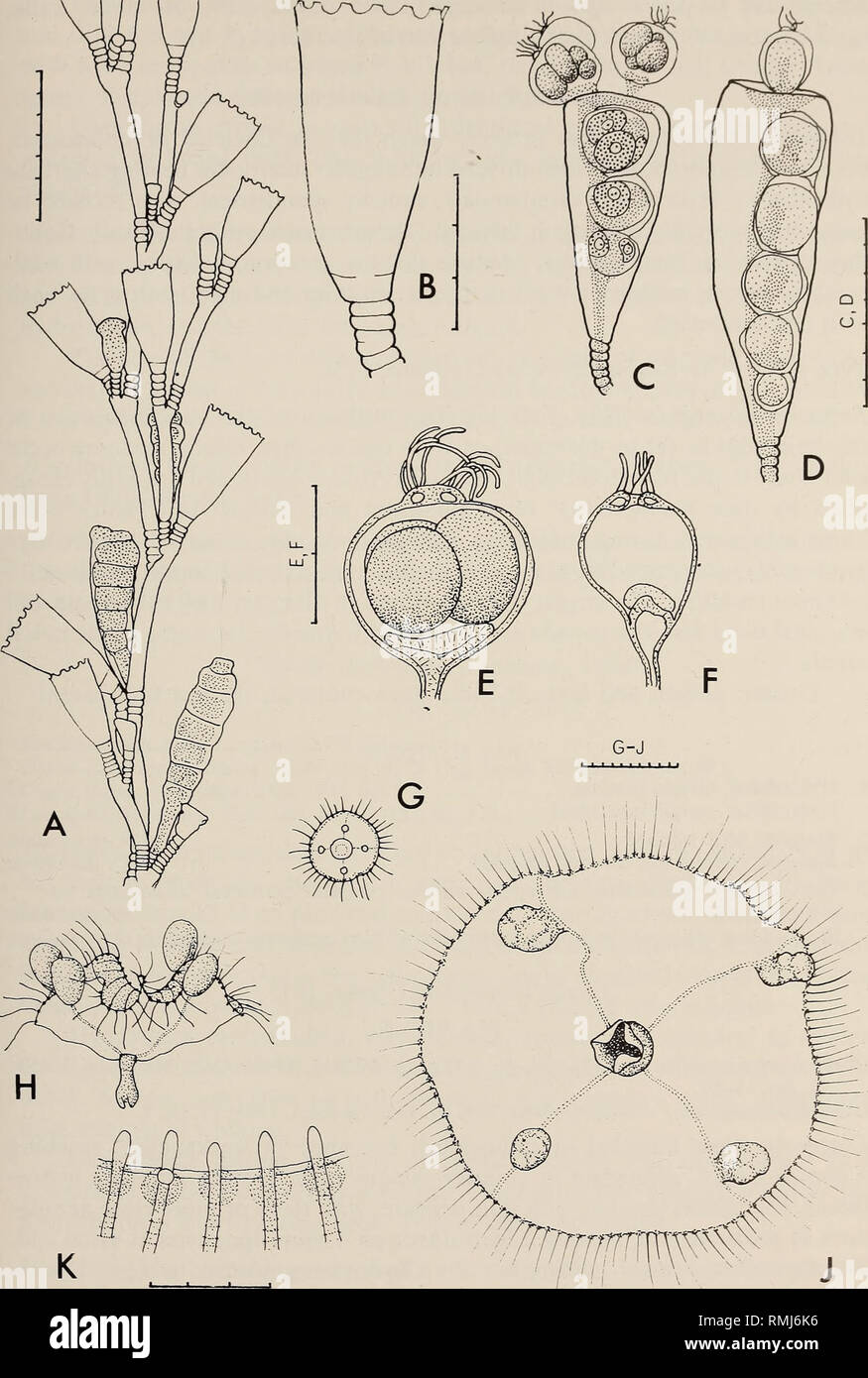 . Annals of the South African Museum = Annale van die Suid-Afrikaanse Museum. Natural history. MONOGRAPH ON THE HYDROIDA OF SOUTHERN AFRICA 225. Fig. 74. Gonothyraea loveni. A, stem with female gonophores; B, hydrotheca; C and D, female and male gonophores releasing meconidia; E, female meconidium with planulae; F, empty male meconidium. Obelia sp., medusae. G, newly liberated; H, in a typical swimming position; J, the largest specimen seen; K, edge of bell showing tentacle roots, circular canal and statocyst. Scale in mm/10.. Please note that these images are extracted from scanned page image Stock Photo