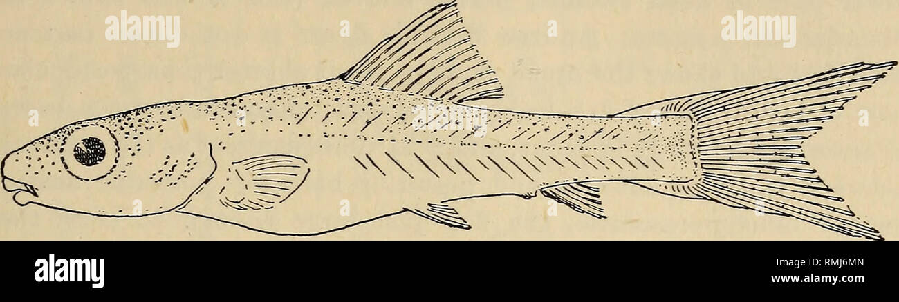 . Annals of the South African Museum = Annale van die Suid-Afrikaanse Museum. Natural history. Revision of Indigenous Freshwater Fishes of S.W. Cape Region. 135 Vredefort Koad (Boulenger), Modder Kiver, south of Kimberley (G. and T.), 25 miles north of Bloemfontein (coll. C. W. T. and L. D. B.), Glen (S. Afr. Mus.), Kromspruit, 38 miles south of Bloem- fontein (coll. C. W. T. and L. D. B.).. Fig. 4.—Labeo capensis. Juvenile, 16 mm. Goodhouse, Orange River. Eecords from the Transvaal (Crocodile and Limpopo rivers) are not included above, as the status of tenuirostris should be investigated more Stock Photo