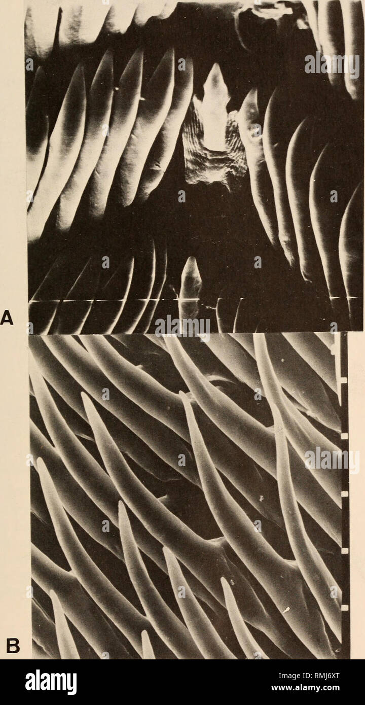 . Annals of the South African Museum = Annale van die Suid-Afrikaanse Museum. Natural history. SOUTH AFRICAN JANOLIDAE l 1 15. Fig. 14. Janolus longidentatus sp. nov. A. Scanning electron micrograph of central portion of radula, scale 30 fxm. B. Scan- ning electron micrograph of lateral teeth from outer portion of radula, scale 30 /xm between squares.. Please note that these images are extracted from scanned page images that may have been digitally enhanced for readability - coloration and appearance of these illustrations may not perfectly resemble the original work.. South African Museum. Ca Stock Photo