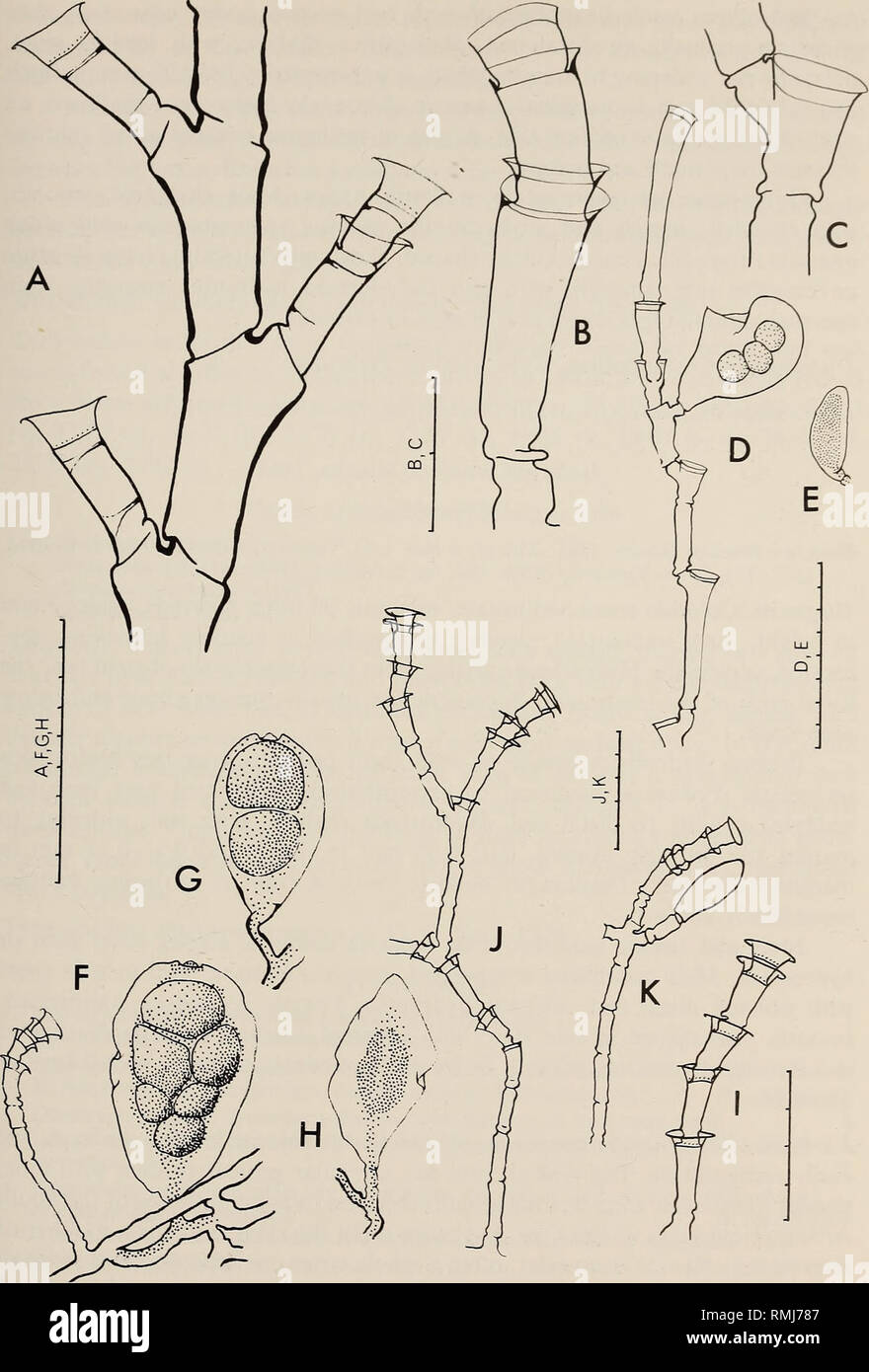 . Annals of the South African Museum = Annale van die Suid-Afrikaanse Museum. Natural history. MONOGRAPH ON THE HYDROIDA OF SOUTHERN AFRICA 155. Fig. 50 Halecium Imuricatum. A, part of stem. Halecium lankesteri. B and C, parts of stem with hydrophores; D, stem with female gonophore; E, male gonophore. Halecium tenellum. F ana G, female gonophores containing planulae; H, male gonophore; J-L, parts of stem. Scale in mm/10.. Please note that these images are extracted from scanned page images that may have been digitally enhanced for readability - coloration and appearance of these illustrations  Stock Photo