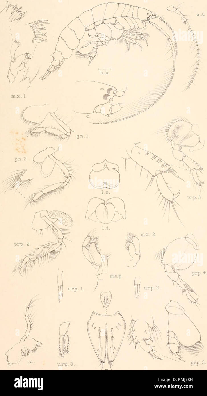 . Annals of the South African Museum. Annale van die Suid-Afrikaanse Museum. Natural history. Ann.S.Afr.Mus.VolVI Crustacea. Plate XVXY[ Pl.X. as. O '/ : '' / /f. Del.T.R.R.Stebbing. Lrp.3. BYBLIS ANISUROPUS n sp. West,Newman imp.. Please note that these images are extracted from scanned page images that may have been digitally enhanced for readability - coloration and appearance of these illustrations may not perfectly resemble the original work.. South African Museum; South African Museum. Annale van die Suid-Afrikaanse Museum. Cape Town [etc. , South African Museum, etc. ] Stock Photo