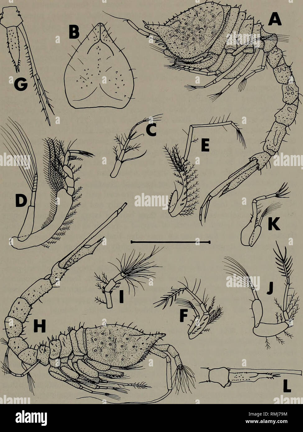 . Annals of the South African Museum = Annale van die Suid-Afrikaanse Museum. Natural history. SOUTHERN AFRICAN CUMACEA: PART 4. Fig. 22. Makrokylindrus acanthodes. Ovigerous female. A. Lateral view. B. Dorsal view of carapace. C. Antenna 1. D. Maxilli- ped 3. E. Pereiopod 1 of young female. F. Pereiopod 2. G. Uropod and telson. Adult male. H. Lateral view. I. Antenna 1. J. Pereiopod 2. K. Pereiopod 3. L. Telson and peduncle of uropod. Scale line = 2 mm for A-B, H; 1 mm for C-G, I-L.. Please note that these images are extracted from scanned page images that may have been digitally enhanced for Stock Photo