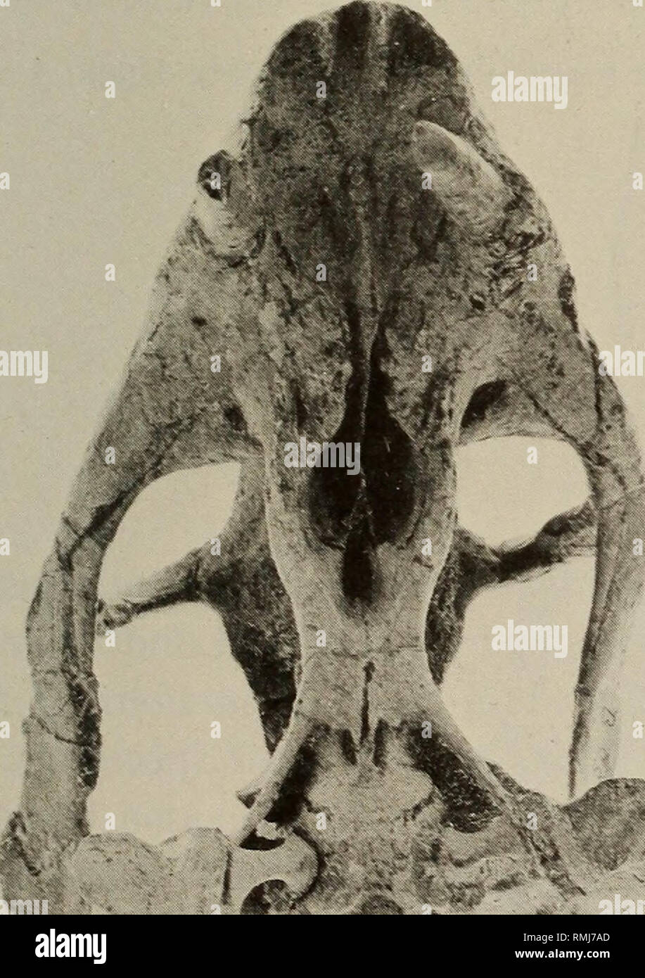 . Annals of the South African Museum = Annale van die Suid-Afrikaanse Museum. Natural history. THE GENERA DICYNODON AND DI1CTODON 107 smoothly with outer surface of snout, does not meet lacrimal. Low boss formed over external nares by nasals. Caniniform process of maxilla arises as ventral extension of palatal rim. Palatal rim sharp-edged, uninterrupted by notch. Palatal portion of palatine large, makes short contact with premaxilla. Vomers form long, narrow septum in interpterygoid fossa, interpterygoid vacuity short. Ectopterygoid small, displaced laterally. Labial fossa present between maxi Stock Photo