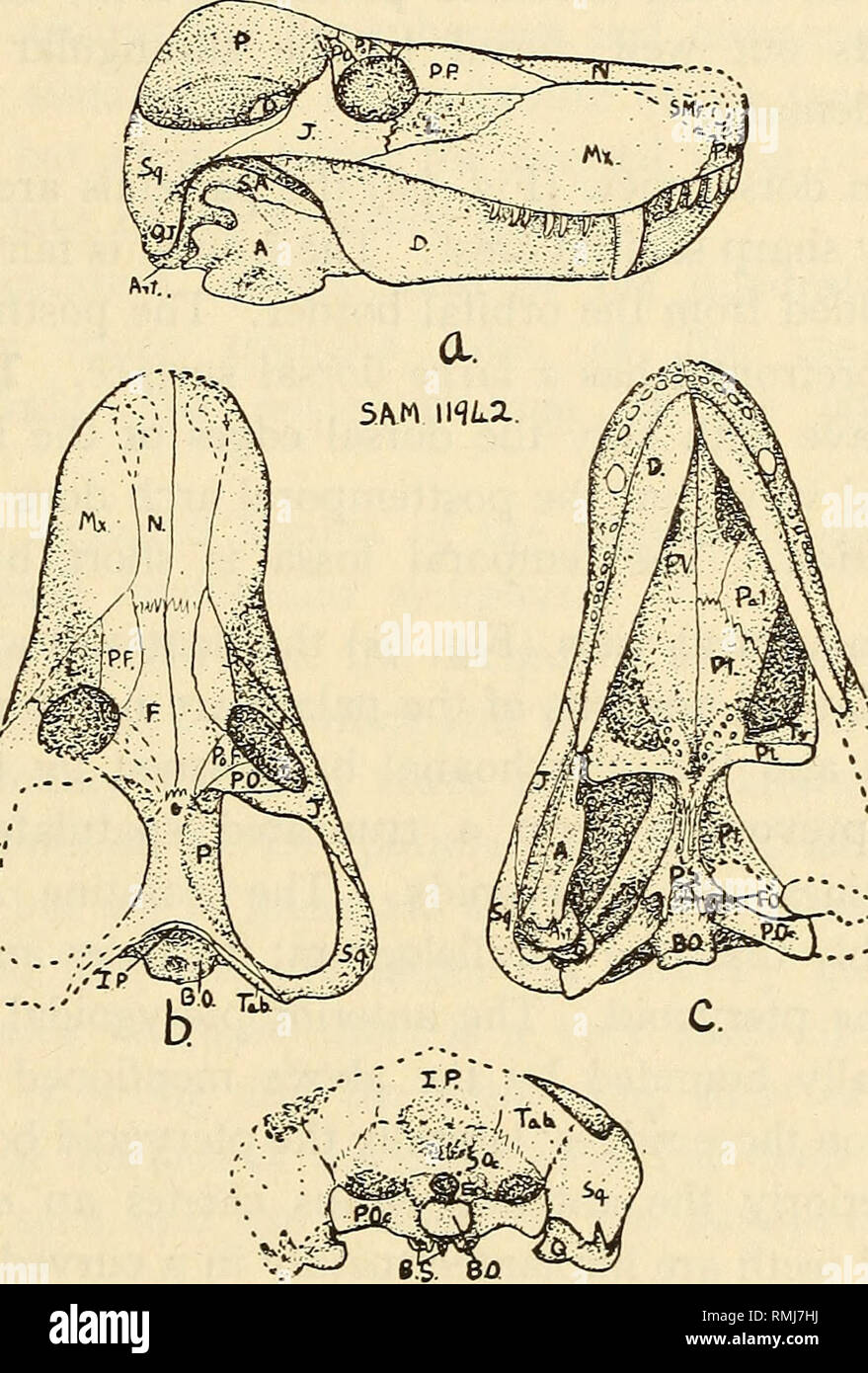 Annals of the South African Museum = Annale van die Suid-Afrikaanse Museum.  Natural history. 156 ANNALS OF THE SOUTH AFRICAN MUSEUM don possessed a  well-developed and functional depressor mandibulae in spite