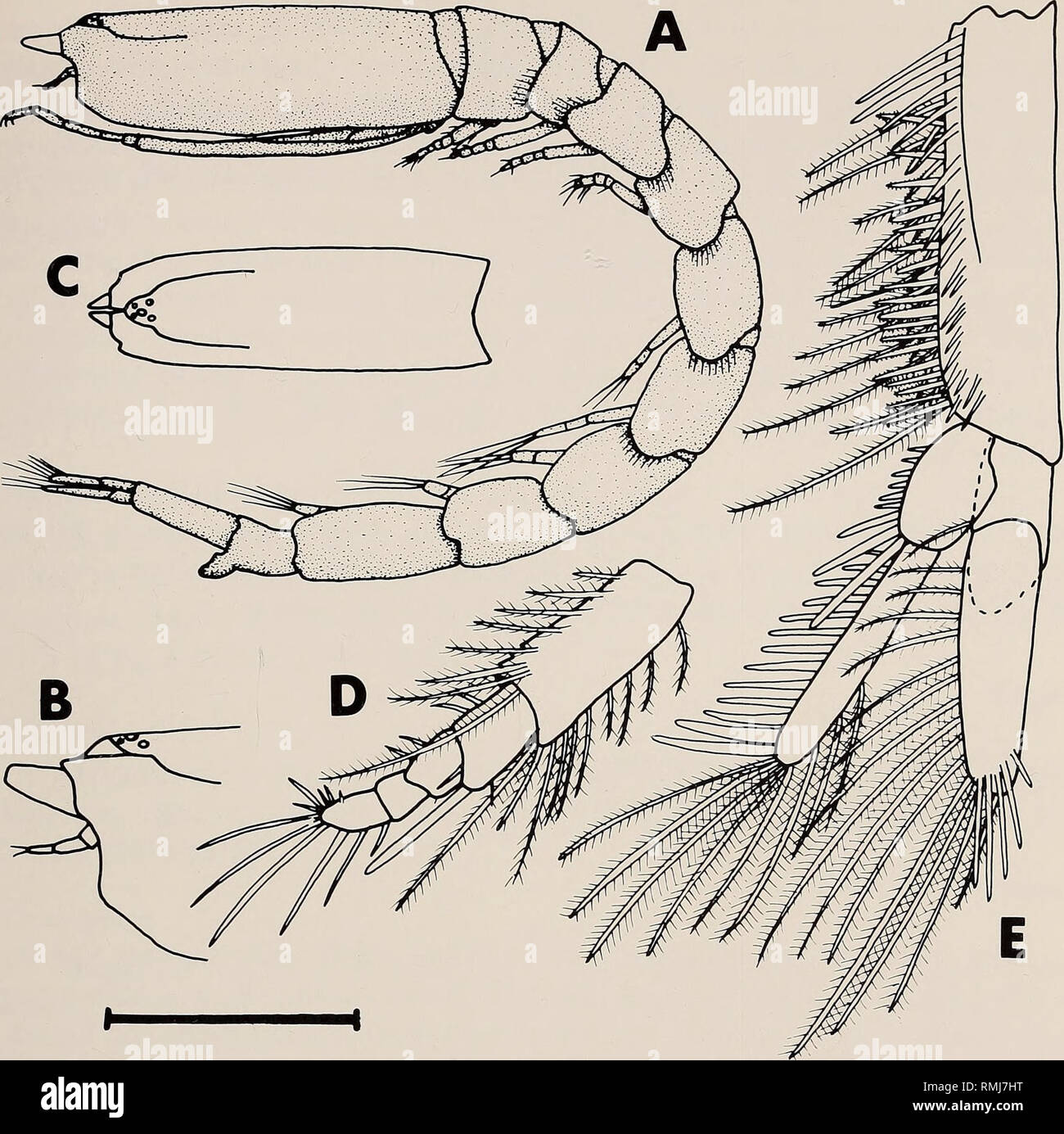 . Annals of the South African Museum = Annale van die Suid-Afrikaanse Museum. Natural history. SOUTHERN AFRICAN CUMACEA: PART 2 207. Fig. 18. Iphinoe stebbingi Adult male. A. Lateral view. B. Detail of anterior tip of carapace. C. Dorsal view of carapace. D. Pereiopod 2. E. Uropod. Scale line = 3 mm for A, C; 1 mm for B; 0,5 mm for D-E. merus and carpus subequal in length and width to basis, each of the first four segments furnished with fans of stout setae. Propodus and dactyl small, cylindrical. Telsonic somite (Fig. 17K) one and a half times as long as broad, equal in length to peduncle of  Stock Photo