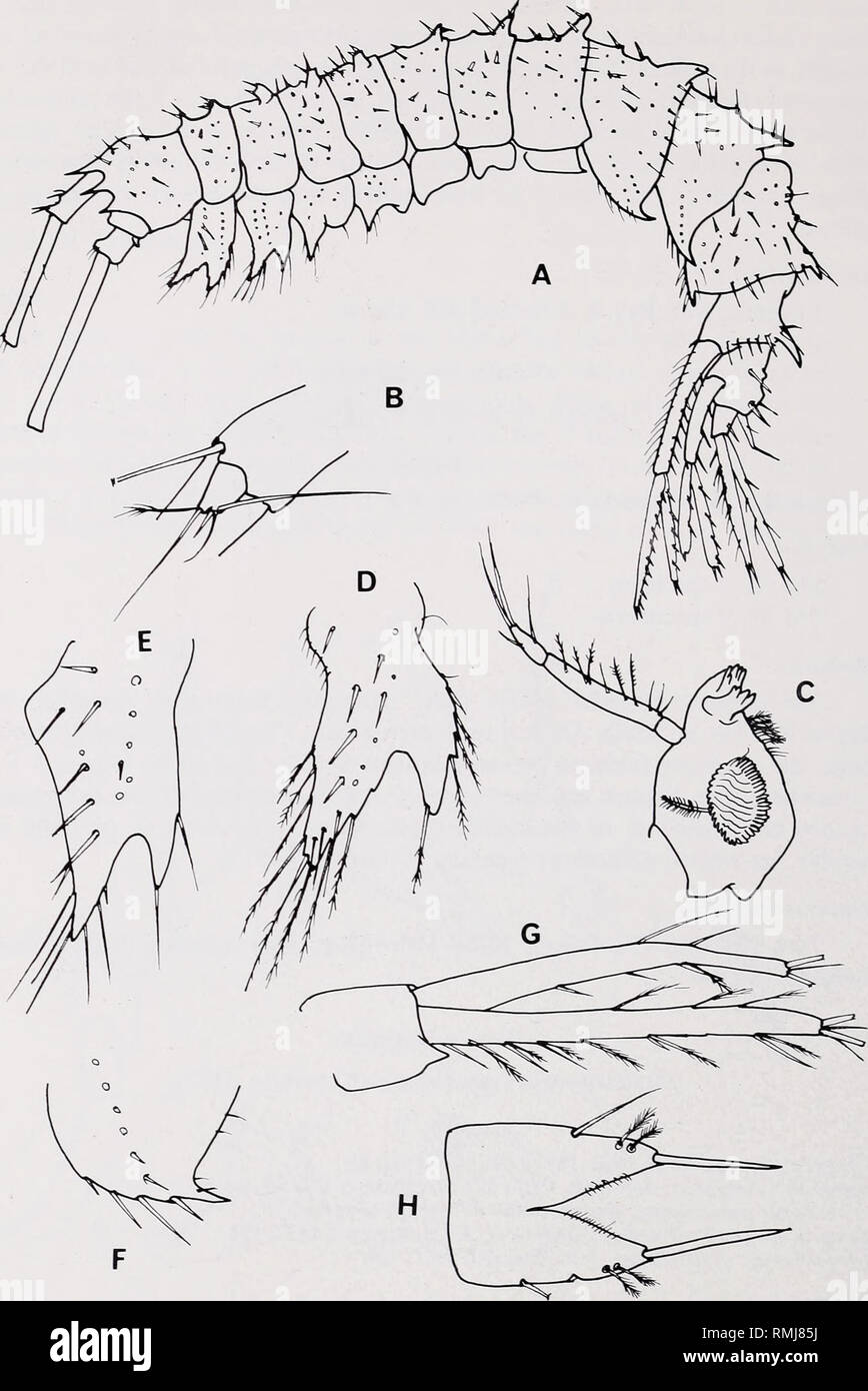 . Annals of the South African Museum. Annale van die Suid-Afrikaanse Museum. 110 ANNALS OF THE SOUTH AFRICAN MUSEUM. Fig. 2. Lepechinella occlo J. L. Barnard, 1973. Male, 6 mm. A. Lateral aspect. B. Accessory flagellum. C. Mandible. D-E. Coxae I, 2. F. Third pleonal epimeron. G. Uropod 3. H. Telson.. Please note that these images are extracted from scanned page images that may have been digitally enhanced for readability - coloration and appearance of these illustrations may not perfectly resemble the original work.. South African Museum. Cape Town [etc. ] The Museu Stock Photo
