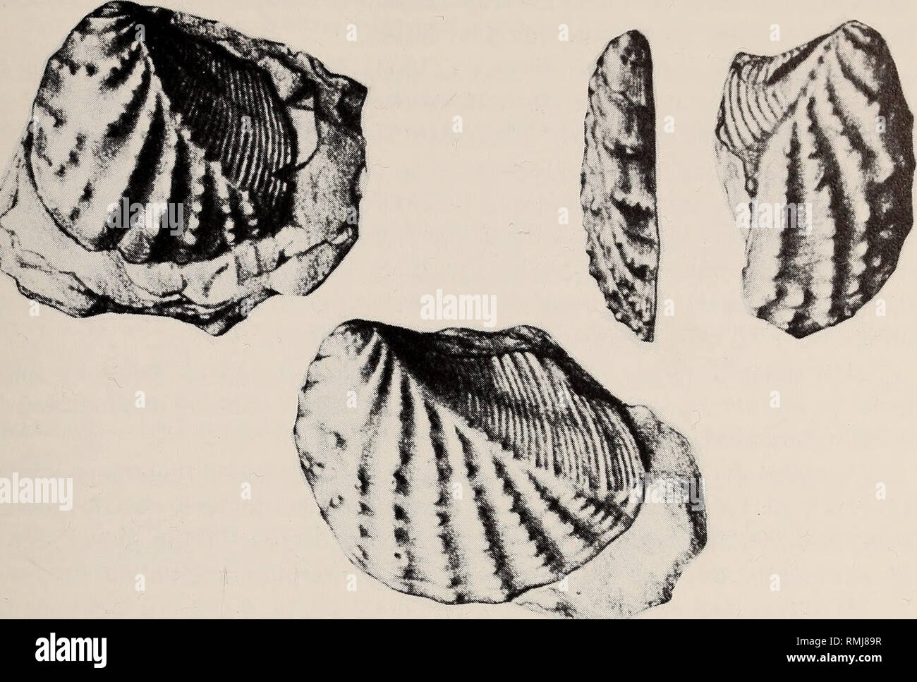 Annals Of The South African Museum Annale Van Die Suid Afrikaanse Museum Natural History New Species Of Myophorella From South Africa 25 Fig 2 Myophorella Myophorella Kutchensis Kitchin The Syntypes After