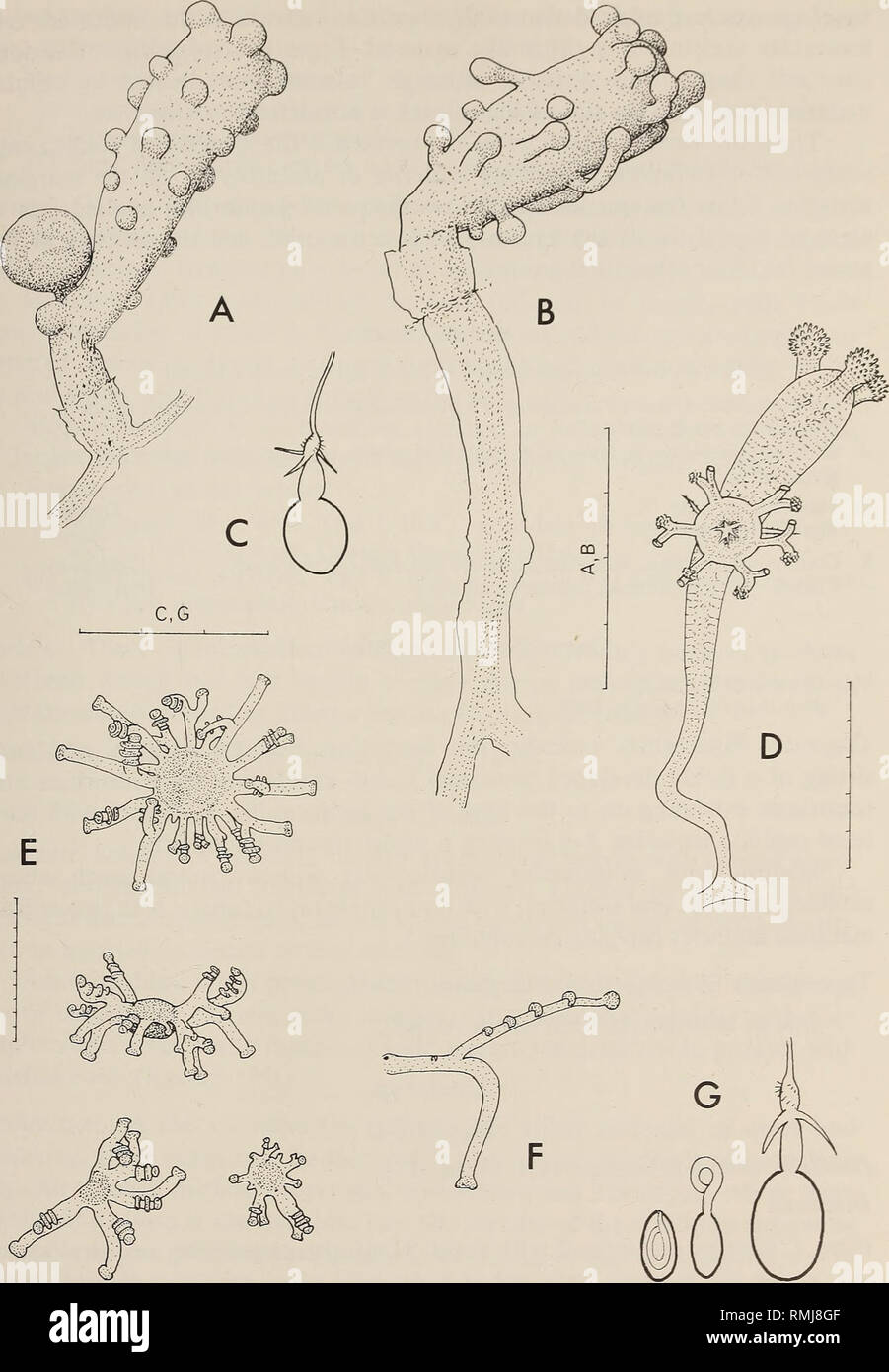 . Annals of the South African Museum = Annale van die Suid-Afrikaanse Museum. Natural history. MONOGRAPH ON THE HYDROIDA OF SOUTHERN AFRICA 67. Fig. 23. Zanclea sp. A, hydranth of Form 2; B, hydranth of Form 1; C, stenotele. Staurocladia vallentini. D, hydranth with medusa-bud, redrawn from Gilchrist (1919, as Cnidonema capensis); E, young medusae, the upper one is about to divide and has three hypostomes, the lower three have recently divided; F, a single tentacle from medusa; G, nematocysts of medusa, from left to right an undischarged and a discharged des- moneme, stenotele. Scale: C and G  Stock Photo