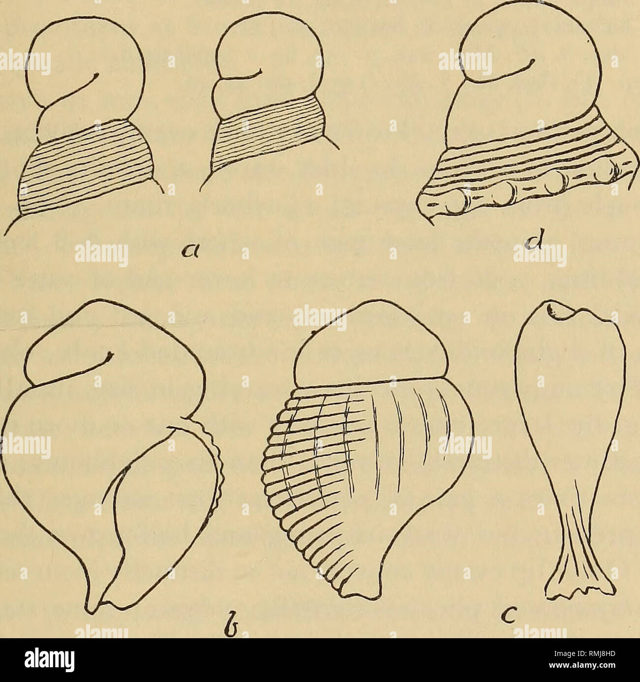 . Annals of the South African Museum = Annale van die Suid-Afrikaanse Museum. Natural history. CONTRIBUTIONS TO KNOWLEDGE OF S.A. MARINE MOLLUSGA 75 a little stronger and more widely spaced on later whorls. Parietal callus present; columella with 3 pleats, but posterior one feeble and obscure in large specimens. Canal long, narrow, sigmoid; outer lip thin, not plicate internally. Periostracum thin. 132 X 51 mm. Operculum 35 X 19 mm. in 132 mm. shell. White with pale yellowish brown periostracum, operculum dark brown. Radula with 230-250 rows, usually an accessory denticle externally on both si Stock Photo