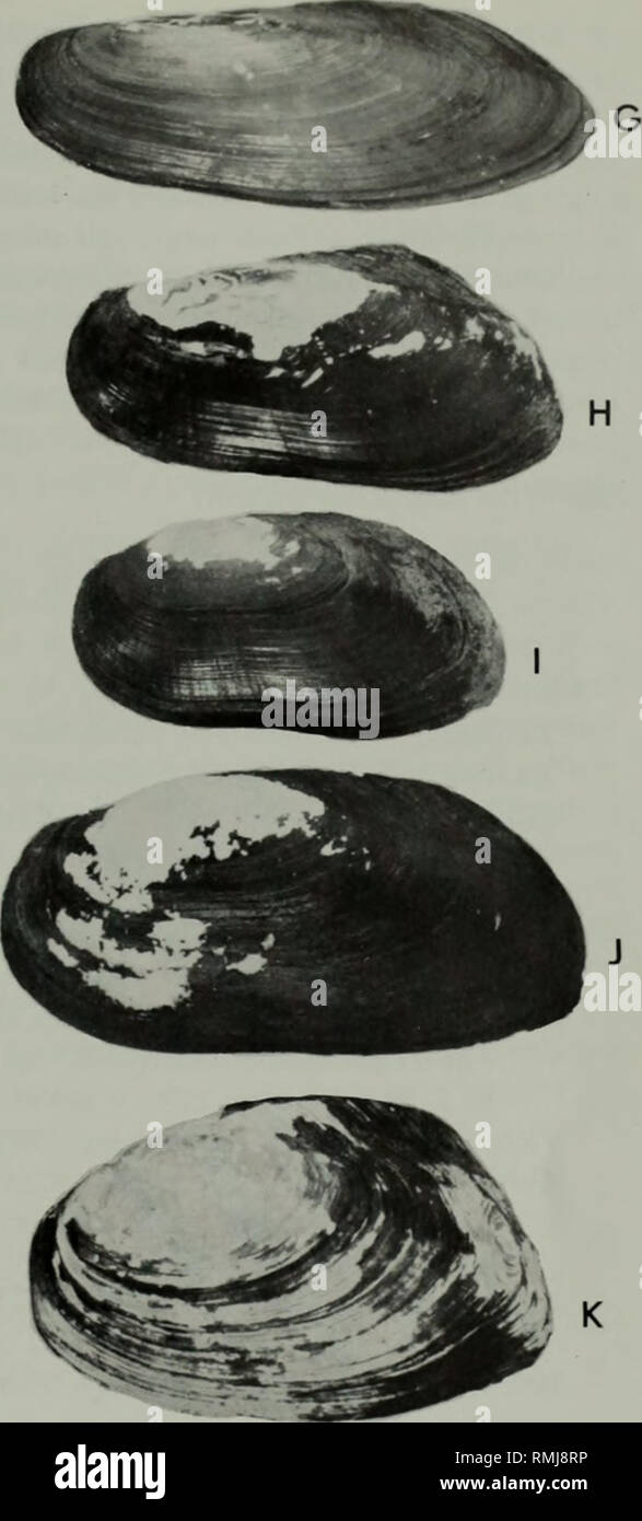 . Annals of the South African Museum. Annale van die Suid-Afrikaanse Museum. 20mm. Fig. 2. Left valves of ten species of Unionacea from south-central Africa. A. Unio caffer Krauss, 1848, Kafue River south of Itezhitezhi, Zambia. 62,5 x 31,9 mm. B. Caelatura kunenensis (Mousson, 1887), 'typical form', Thamalakane River in Okavango delta, Botswana. 50,2 x 33,2 mm. C. Caelatura kunenensis (Mousson, 1887), 'Zambezi form', Kalala Island in Kafue River, Zambia. 33,8 x 23,4 mm. D. Caelatura mossambicensis (Martens, 1859), eastern end of Lake Kariba, Rhodesia. 50,8 x 27,0 mm. E. Caelatura nyassaensis  Stock Photo