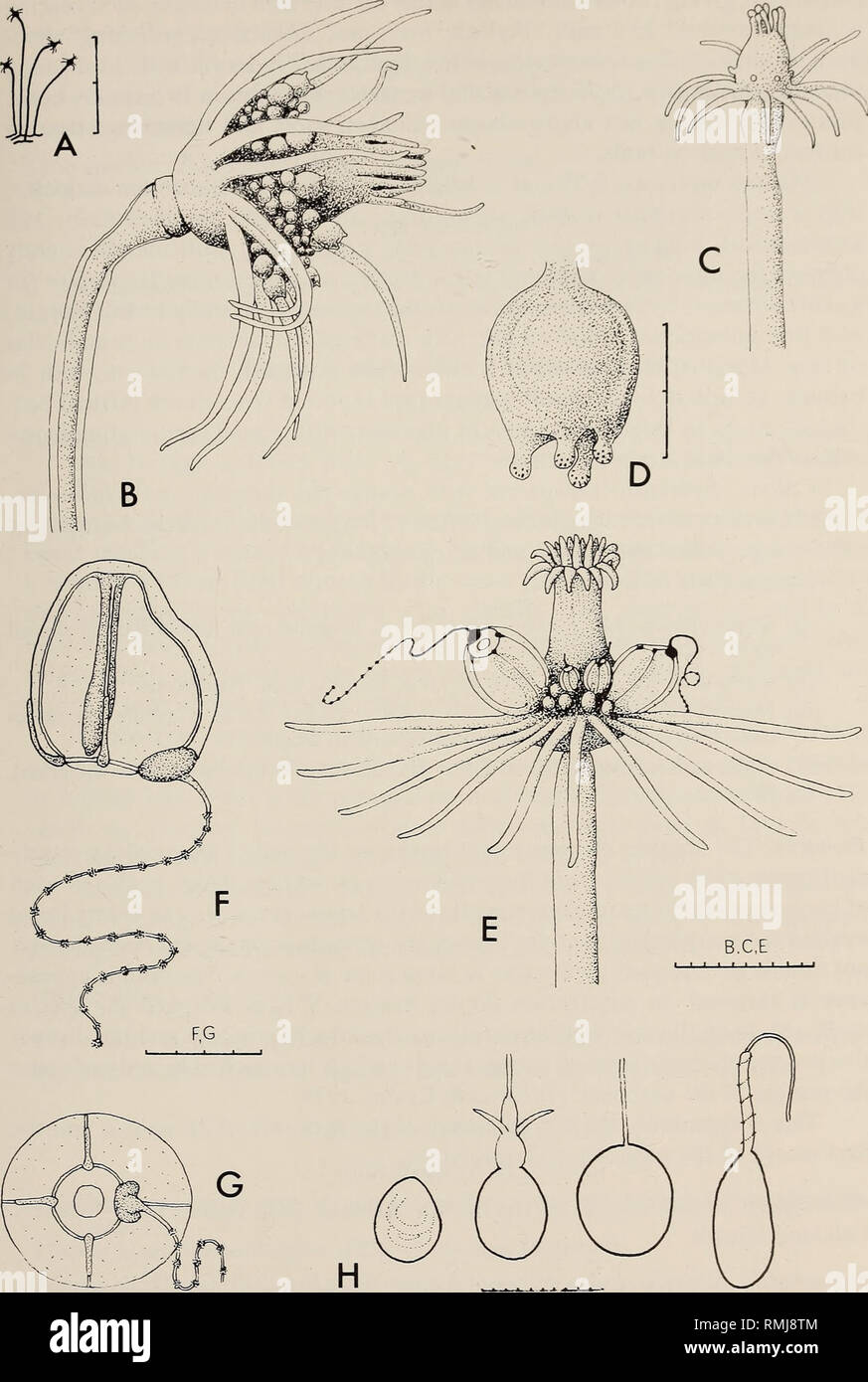 . Annals of the South African Museum = Annale van die Suid-Afrikaanse Museum. Natural history. MONOGRAPH ON THE HYDROIDA OF SOUTHERN AFRICA 33. Fig. 14. Ectopleura bethae. A, colony; B, mature hydranth with medusa-buds; C, young hydranth with capitate oral tentacles; D, oldest medusa-bud found. Hybocodon unicus. E, mature hydranth with medusa-buds; F and G, recently hatched medusae, G in ventral view; H, nematocysts, from left to right a desmoneme, stenotele, atrichous isorhiza, microbasic mastigophore. Scale: A in cm, H in /xm, the rest in mm/10.. Please note that these images are extracted f Stock Photo