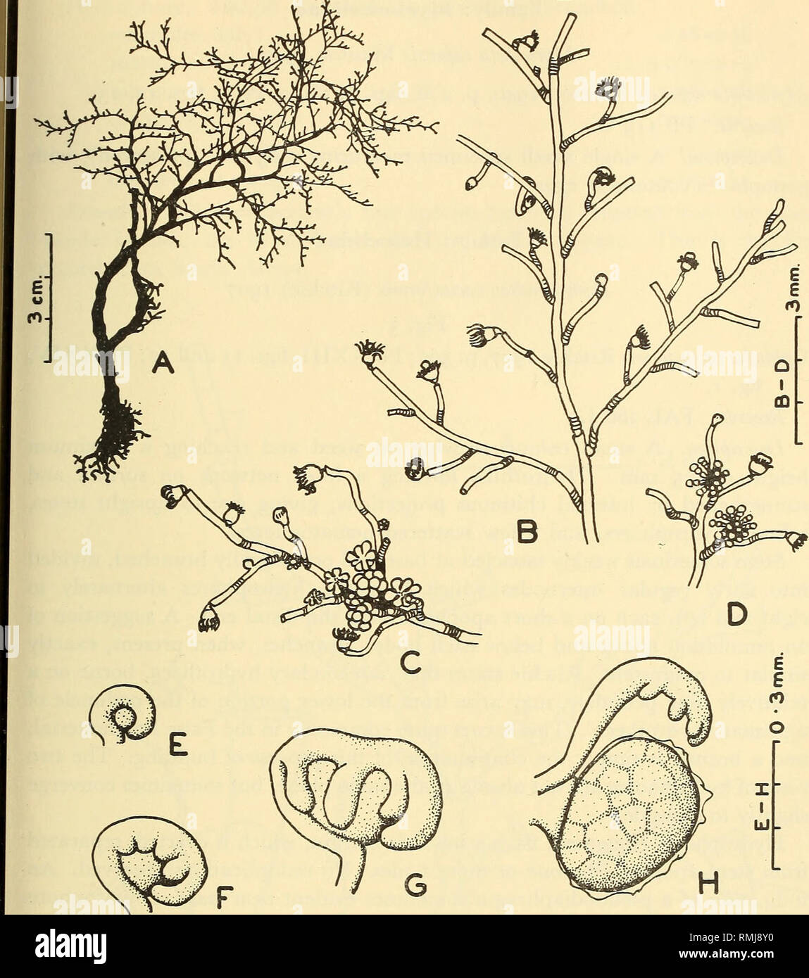 . Annals of the South African Museum = Annale van die Suid-Afrikaanse Museum. Natural history. THE HYDROZOA OF FALSE BAY, SOUTH AFRICA l85. Fig. 2. Eudendrium deciduum n. sp. from the holotype. A. Whole colony. B. Portion of sterile colony. C. Branch bearing female gonophores in various stages of development. D. A branch bearing two groups of male gonophores. E-H. Stages in development of the female gonophore (see text). of the hydranth, and in the absence of an endodermal plug in the gastral cavity. E. racemosum (Gmelin) differs in the form of the female gonophore, which has a forked spadix.  Stock Photo