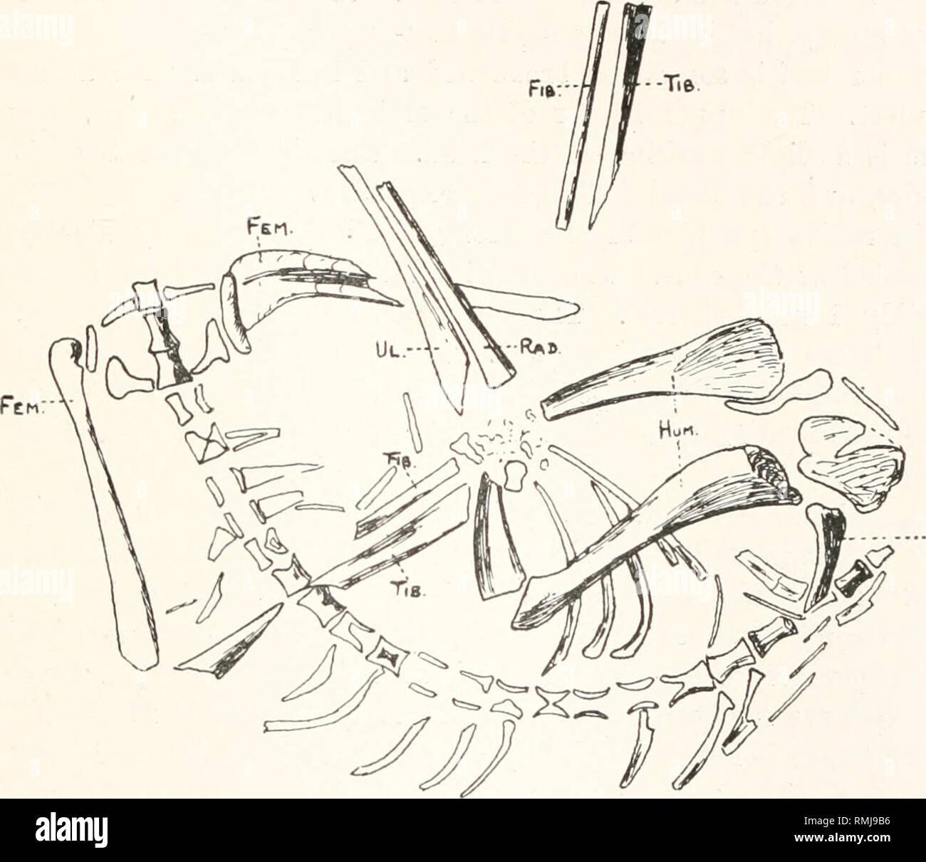 Reptile Ribs . Annals of the South African Museum. Annale van die Suid-Afrikaanse ...