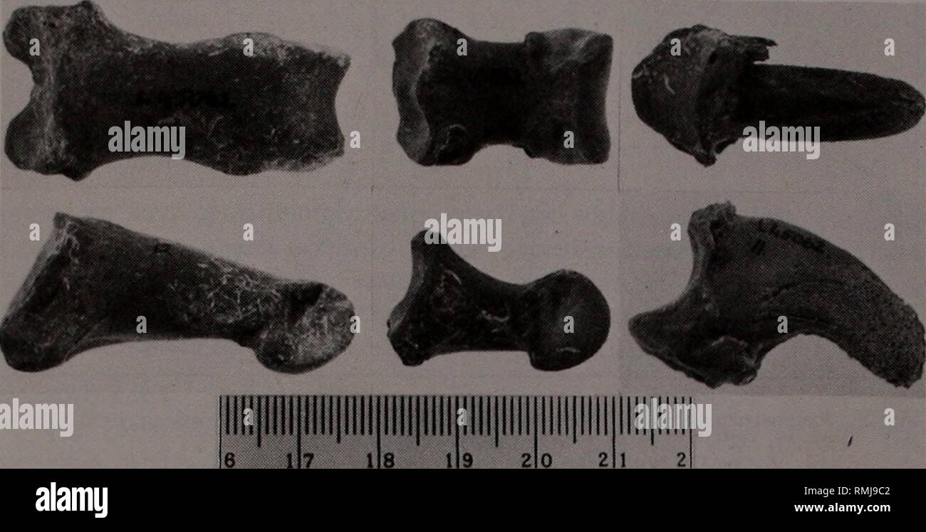 . Annals of the South African Museum = Annale van die Suid-Afrikaanse Museum. Natural history. AGRIOTHERIUM FROM LANGEBAANWEG, SOUTH AFRICA 51 more slender than that of the U. arctos comparative specimen. Morphologically there are no significant differences between the metatarsals of A. africanum and U. arctos. The patella, sesamoids and phalanges of A. africanum are also U. arctos- like, although the 1st and 2nd phalanges of the former are relatively much shorter and stouter (Fig. 24).. Fig. 24. Dorsal and lateral or medial views of Langebaanweg Agriotherium phalanges, L45062, possibly of one Stock Photo