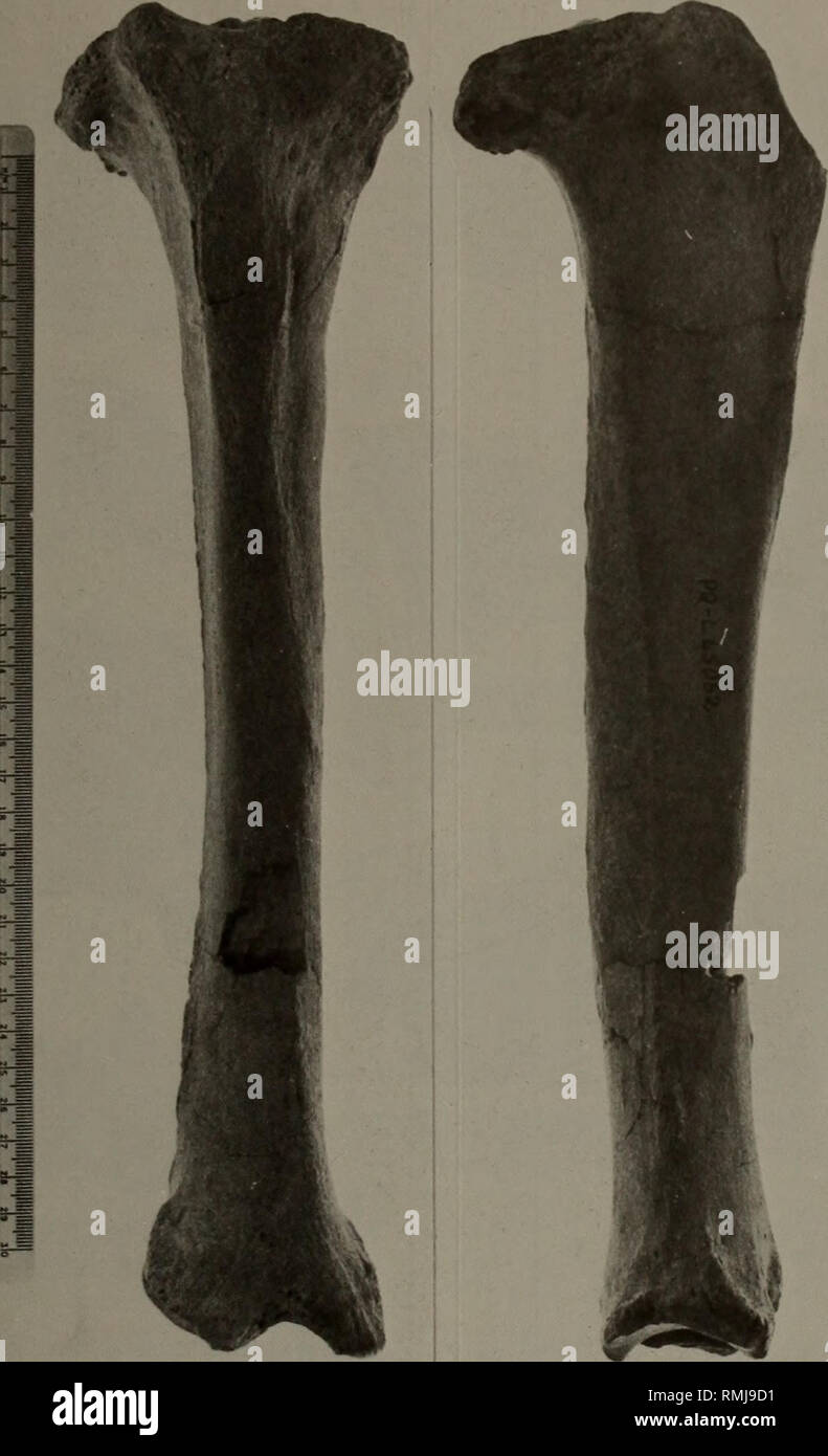 . Annals of the South African Museum = Annale van die Suid-Afrikaanse Museum. Natural history. AGR10THERIUM FROM LANGEBAANWEG, SOUTH AFRICA. Fig. 21. Anterior and medial views of Langebaanweg Agriotherium tibia, L45062.. Please note that these images are extracted from scanned page images that may have been digitally enhanced for readability - coloration and appearance of these illustrations may not perfectly resemble the original work.. South African Museum. Cape Town : The Museum Stock Photo