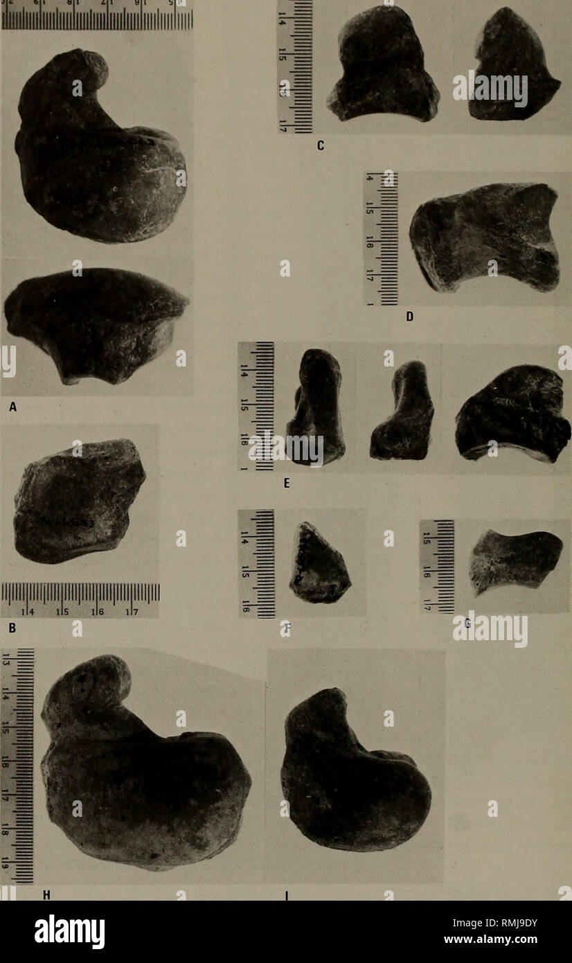 . Annals of the South African Museum = Annale van die Suid-Afrikaanse Museum. Natural history. ANNALS OF THE SOUTH AFRICAN MUSEUM iliiiiliiiliiiliiiliiililiiiliiiiliiiiliiiii. Fig. 18. Carpal bones of Langebaanweg Agriotherium. A-G. L45063. H. L46134. I. L50767 (reversed). A. Proximal and dorsal views of scapholunar. B. Medial view of cuneiform. C. Medial and dorsal views of unciform. D. Anterior view of pisiform. E. Proximal, dorsal and lateral views of magnum. F. Proximal view of trapezoid. G. Lateral view of trapezium. H.-I. Specimens illustrating size range of scapholunars.. Please note th Stock Photo
