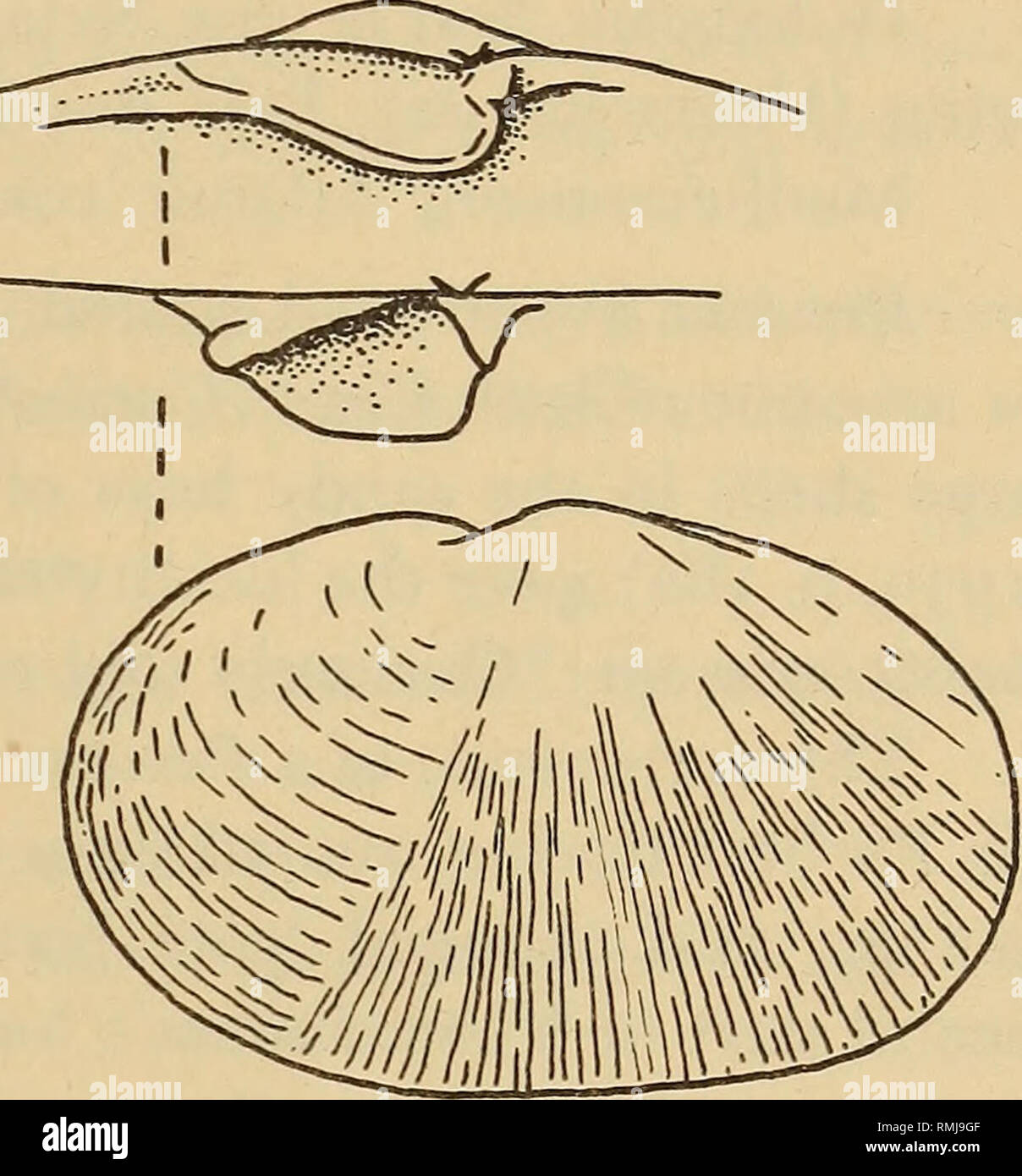 Panopea sp hires stock photography and images Alamy