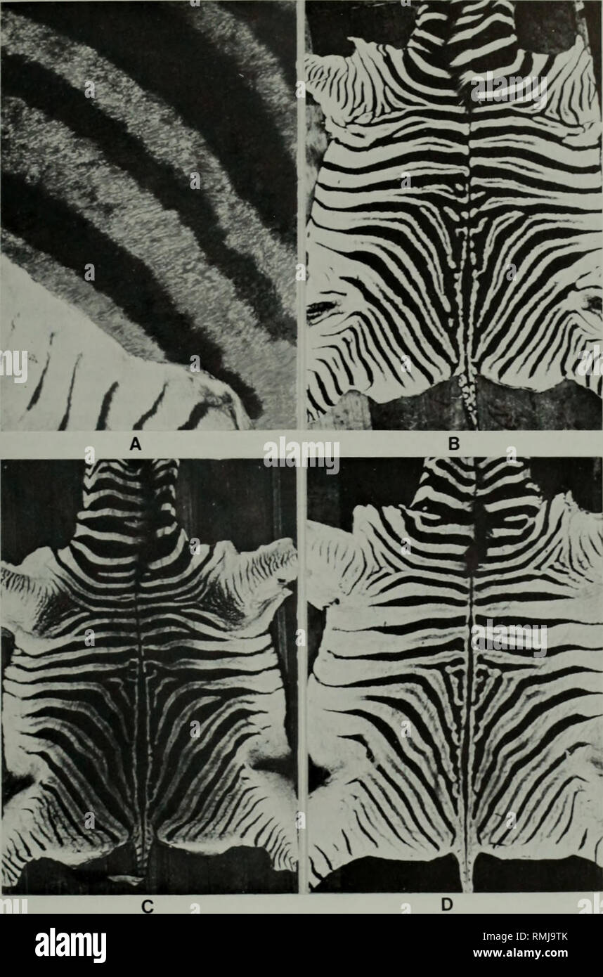. Annals of the South African Museum. Annale van die Suid-Afrikaanse Museum. ADDITIONS TO THE REVISED LIST OF THE EXTINCT QUAGGA 39. Fig. 8. Skins of plains zebras from southern Africa. A. Precise locality unknown; note dark basic colour of upper parts compared to lower leg. B. Precise locality unknown; note numerous shadow-stripes and extensive striping. C. From game farm in Zululand; note dark basic colour of upper parts. D. From southern Kaokoveld, South West Africa; note little contact between body-stripes and dorsal midline.. Please note that these images are extracted from scanned page i Stock Photo