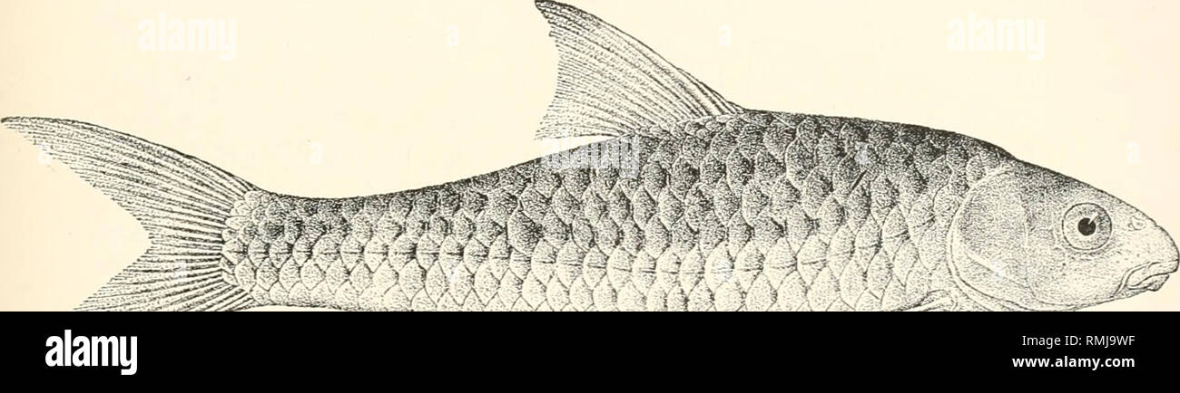 . Annals of the South African Museum. Annale van die Suid-Afrikaanse Museum. Natural history. The Freshwater Fishes of South Africa. 383 11. BARBUS BRUCII, Blgr. Barbus brucii, Bouleng., Proc. Zool. Soc., 1907, p. 309, pi. xviii., fig. 1, and Cat. Fresh. Pish. Afr., ii., p. 80, fig. 58 (1911). Depth of body 3| to 4 times in total length excluding caudal, length of head 3f to 4T^ times. Snout rounded-sub-acuminate, 2f to 3 times in length of head, strongly projecting beyond mouth; eye 4f to 5f times in length of head, interorbital width 3 to 3^ times; mouth inferior, its width 3 times in length Stock Photo