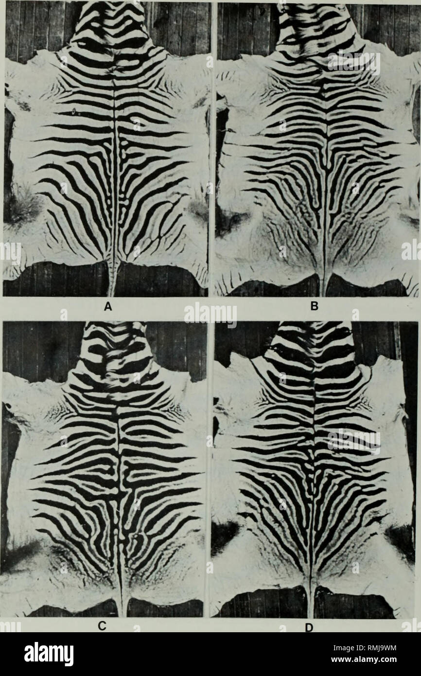 . Annals of the South African Museum. Annale van die Suid-Afrikaanse Museum. 38 ANNALS OF THE SOUTH AFRICAN MUSEUM. Fig. 7. Skins of plains zebras from Zululand, 1977. A. Note stripe-reduction, few shadow- stripes. B-D. Note shadow-stripes on neck and stripe-reduction. (B now at South African Museum, ZM38819.). Please note that these images are extracted from scanned page images that may have been digitally enhanced for readability - coloration and appearance of these illustrations may not perfectly resemble the original work.. South African Museum. Cape Town [etc. ] The Museu Stock Photo