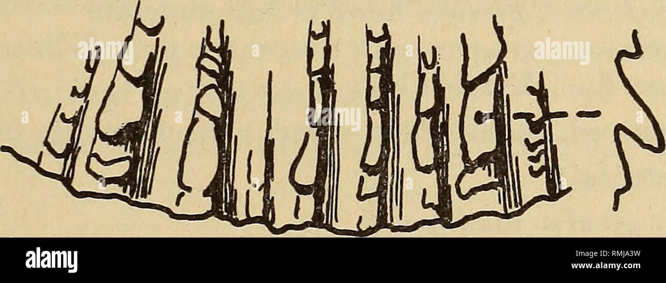 . Annals of the South African Museum = Annale van die Suid-Afrikaanse Museum. Natural history. Fig. 15. |Spondylus sp. Valve 150 X 120 mm., thickness at X 8 mm. Portion of margin, with profile of one rib. are ornamented as in Cox's fig. Sb. From the Pliocene of Zanzibar insularis n.sp. was described (p. 80, pi. 16, fig. 4); this also seems to have a very similar ornamentation. In both cases the figures are good and allow a critical com- parison; nevertheless it is always preferable to compare actual specimens. Sowerby (1897, p. 28) recorded also S. ducalis Chemn. from Natal. The shell (if it w Stock Photo