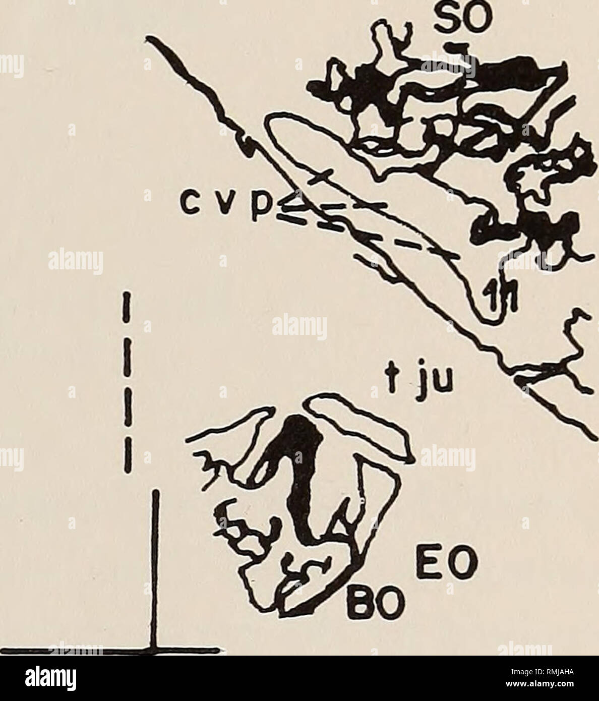 Annals Of The South African Museum Annale Van Die Suid Afrikaanse Museum Natural History 285 A Fig 4b 295 A Fig 4 Some Of The Serial Sections Of The Ear Region Annals Of The South African Museum Annale Van Die Suid Afrikaanse Museum Natural History 285 A Fig 4b 295 A Fig 4 Some Of The Serial Sections Of The Ear Region