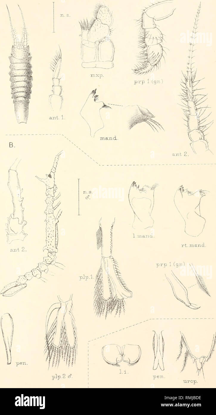Annals Of The South African Museum Annale Van Die Suid Afrikaanse Museum Natural History Arm S Afr Miis Vol X Plate Xviii A Nrop K H B Del West Kewman L Th A Synidotea Setifer B Antarcturxjs Kladophoros Stebb C Neoarcturus
