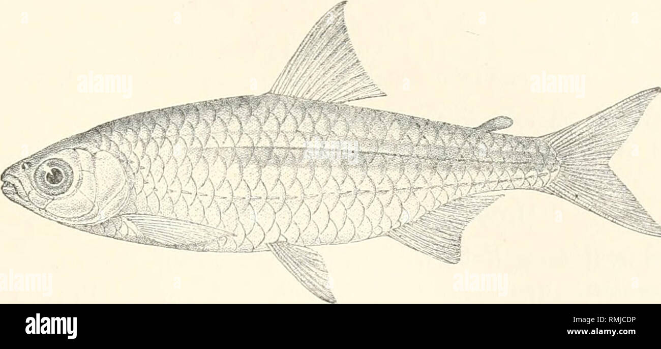. Annals of the South African Museum. Annale van die Suid-Afrikaanse Museum. Natural history. The Freshwater Fishes of South Africa. 341 One specimen, 121 mm. in length, from Malalane, Transvaal; Eev. Eogers. Numerous specimens from the Sabi Eiver, Transvaal. It is also reported from the Congo and Rovuma to the Quanza and Limpopo Rivers. ALESTES LATERALIS, Blgr. Alestes lateralis, Bouleng., Ann. Mus. Congo, Zool., i., p. 130, pi. xlviii., fig. 2 (1900), and Poiss. Bass. Congo, p. 153, 1901, and Cat. Fresh. Fish. Africa, i., p. 204 (1909). Teeth, 16 in upper jaw (£), 10 in lower (f). Depth of b Stock Photo