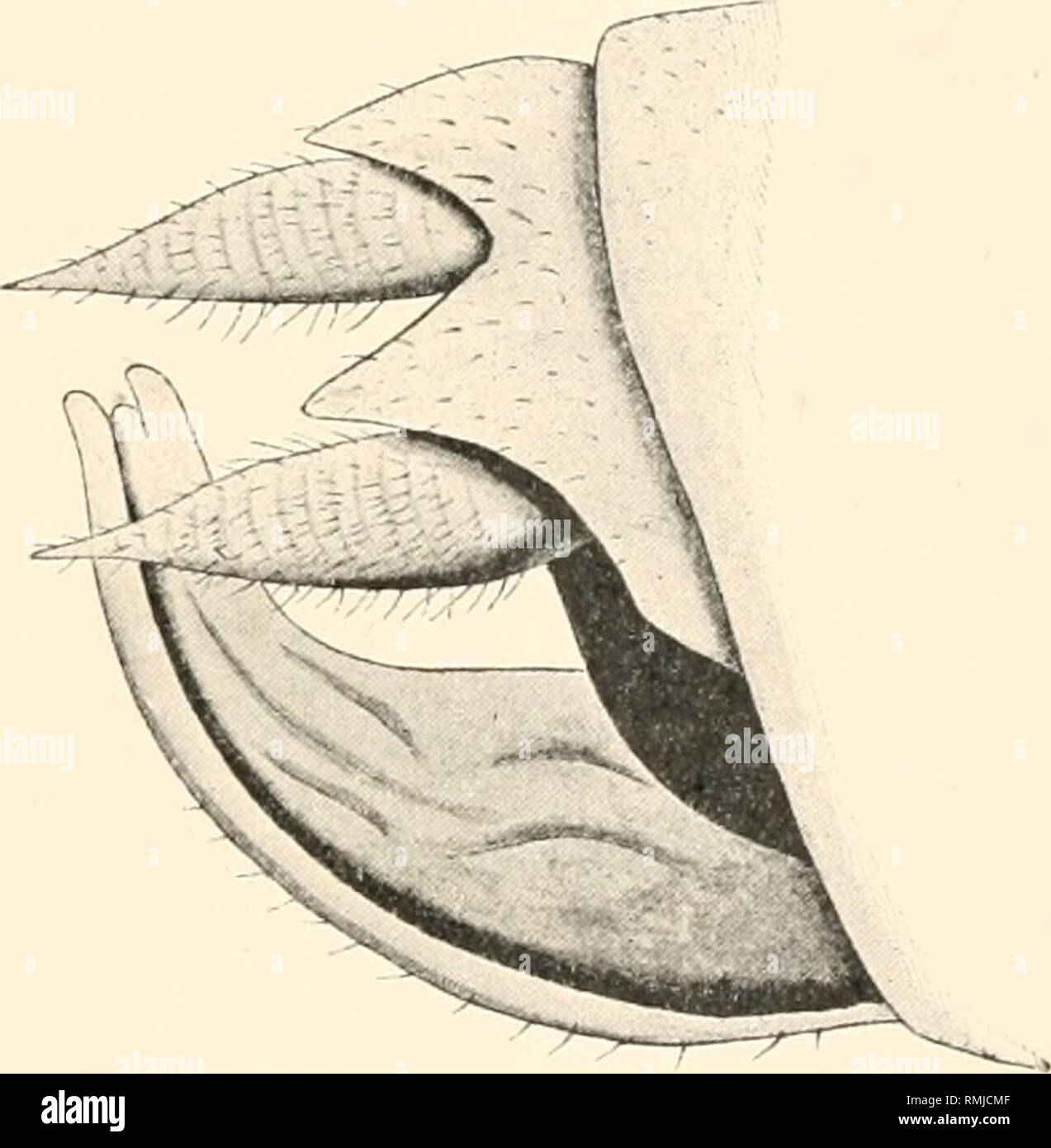 . Annals of the South African Museum. Annale van die Suid-Afrikaanse Museum. Natural history. Descriptions of Neiv or Little-known Orthoptera. 445 AROEGAS, n. gen. Vertex somewhat convex, the fastigium prolonged triangularly, attenuate rounded at tip and overhanging the frontal; antennae slender; prouotum oblong, twice as long as broad, not grooved, saddle- shaped, wider across the centre than at apex or base, broadly rounded behind, and covering only the base of the first abdominal segment; no wings ; abdomen as long as the head and prouotum ; prosternum simple; coxae with a short sharp spine Stock Photo