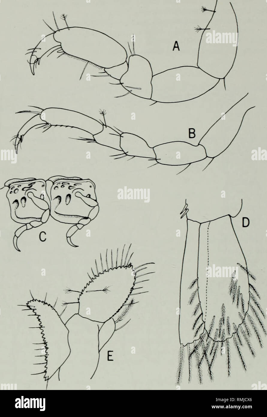 . Annals of the South African Museum. Annale van die Suid-Afrikaanse Museum. ANNALS OF THE SOUTH AFRICAN MUSEUM. Fig. 4. Natalanthura foveolata. A. Pereopod 1. B. Pereopod 7. C. Pereonites 4 and 5 in lateral view. D. Pleopod 1. E. Uropod.. Please note that these images are extracted from scanned page images that may have been digitally enhanced for readability - coloration and appearance of these illustrations may not perfectly resemble the original work.. South African Museum. Cape Town [etc. ] The Museu Stock Photo