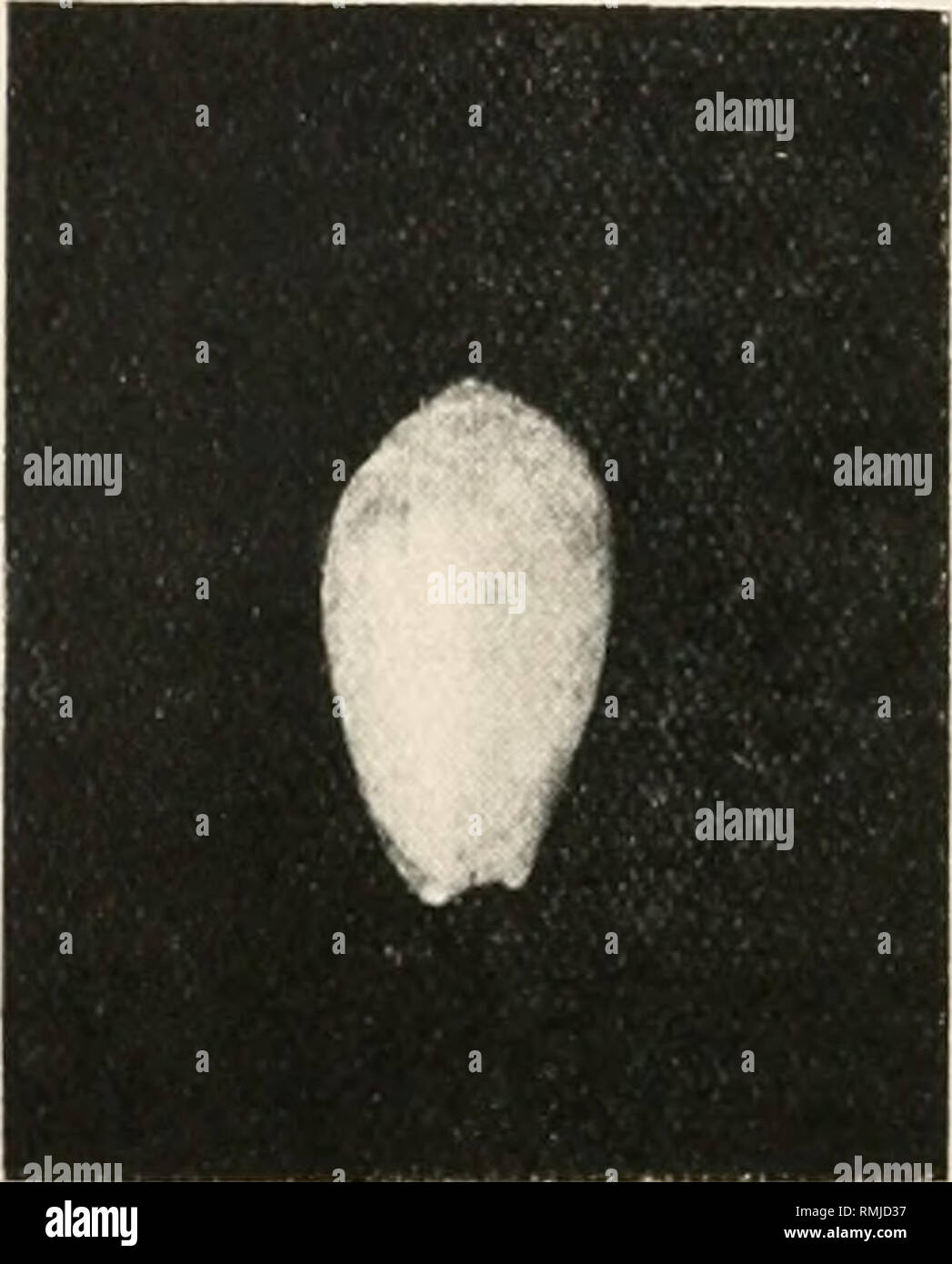 . Annals of the South African Museum. Annale van die Suid-Afrikaanse Museum. Natural history. J.S. Gladstone, phuto. FIG. 3.—Marginella taylori. x 4. J. S. Gladstone, photo. FlG. 4.—Marginella taylori. x 4. Coluninella covered with a thin callus, with seven plaits, somewhat oblique, the three uppermost almost obsolete, the others well defined and rather far apart, the penultimate the largest, the last very oblique. Aperture narrow for two-fifths of the upper part, thence widening as far as the base. Length of aperture 4 mm. ; greatest width 5 mm. Labrum moderately curved, thickened, finely lir Stock Photo