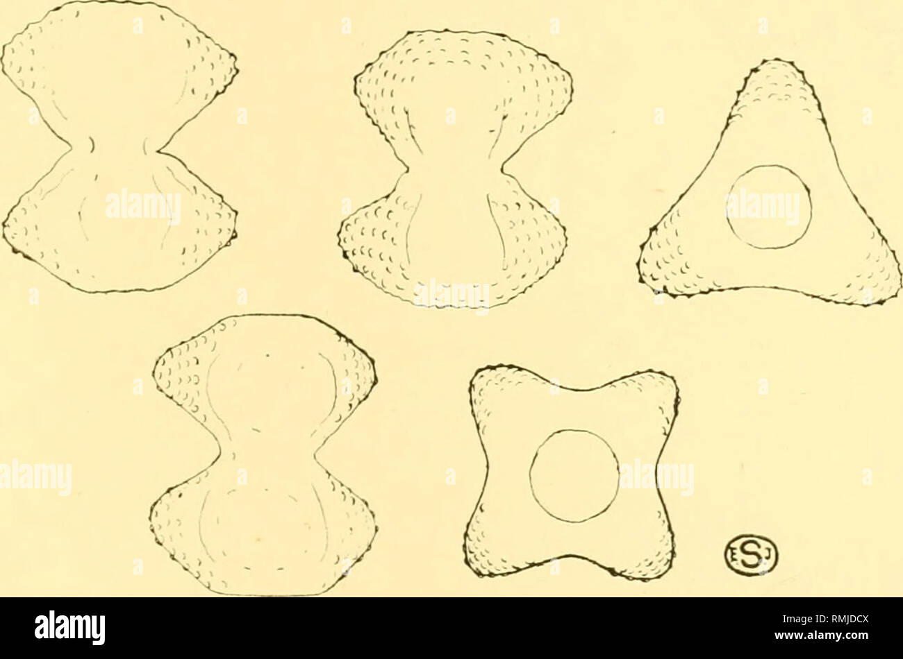 . Annals of the South African Museum. Annale van die Suid-Afrikaanse Museum. Natural history. The Freshwater Algae of Africa. 561 Long., 3^/x; lat., 26/a; lat. isthm., 12/x. All individuals triangular in end-view. 3. Staurastrum hexagonale, n. sp. ( Fig. 32.) S. subparvum, cireiter I}, plo longius quam latum, modice con- strictum, sinu acutangulo Late aperto. Semicellulae transverse hexa- gonae, angulis lateralibus leviter productis, angulis omnibus plus minus rotundatis; apicibus rectis truncatis; marginibus lateralibus superioribus fere rectis, marginibus lateralibus inferioribus reotis vel  Stock Photo