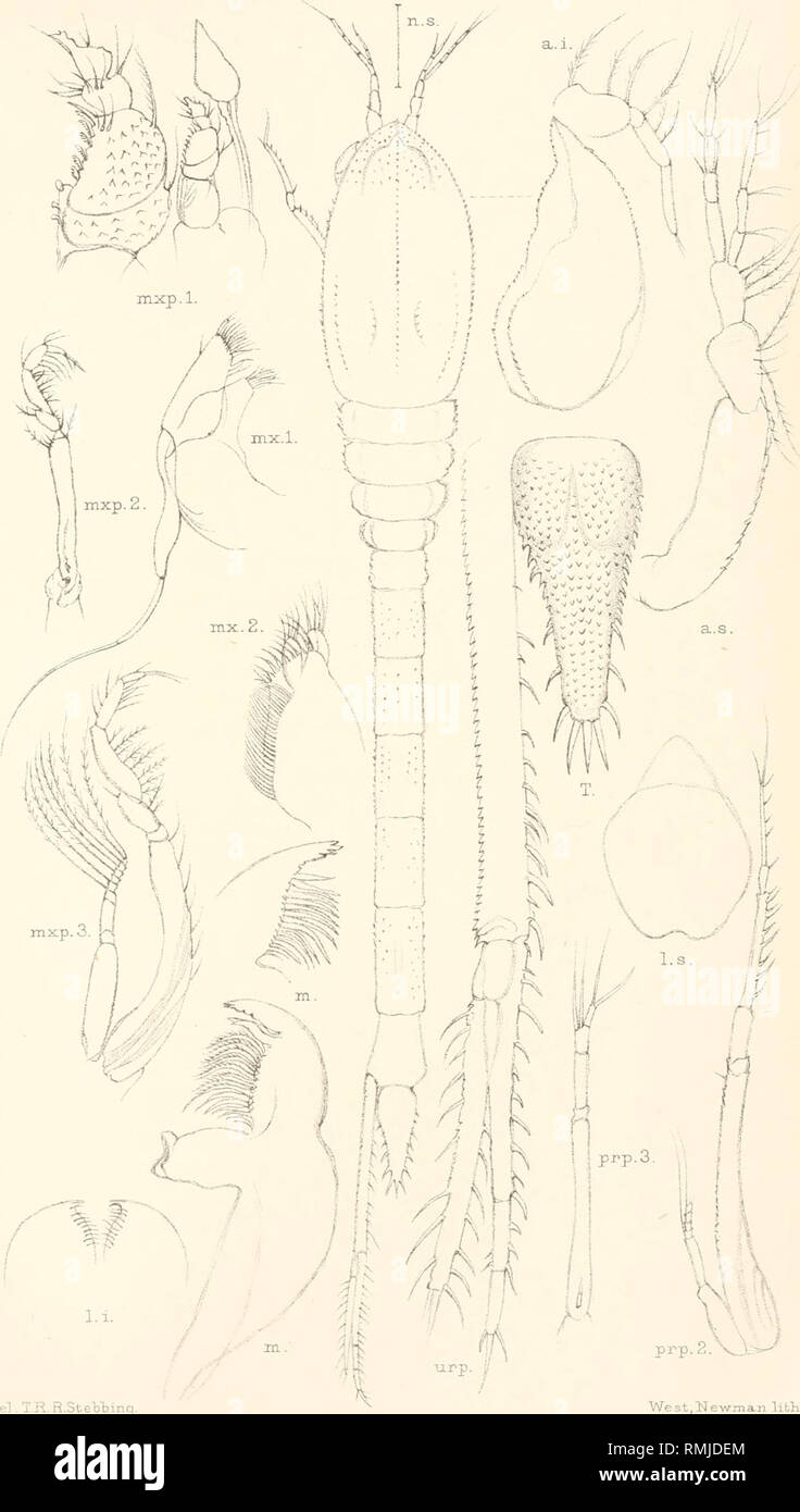 . Annals of the South African Museum. Annale van die Suid-Afrikaanse Museum. Natural history. Ann. S.Afp.Mus.Vol.X. Crustacea Plate LX. Plate XII.. % 1.1. Del.T.R.R.Ste'b'bing STENOTYPHLOPS SPINULOSUS, n.g.etsp.. Please note that these images are extracted from scanned page images that may have been digitally enhanced for readability - coloration and appearance of these illustrations may not perfectly resemble the original work.. South African Museum; South African Museum. Annale van die Suid-Afrikaanse Museum. Cape Town [etc. , South African Museum, etc. ] Stock Photo