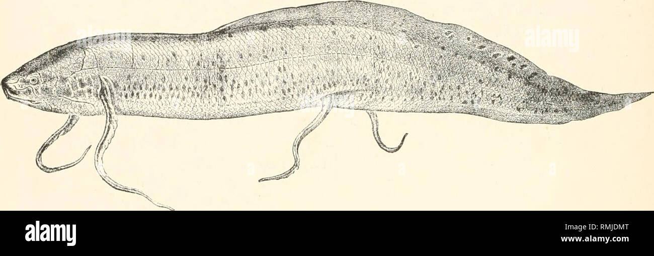 Protoperus Fish 414 ac hi-res stock photography and images - Alamy