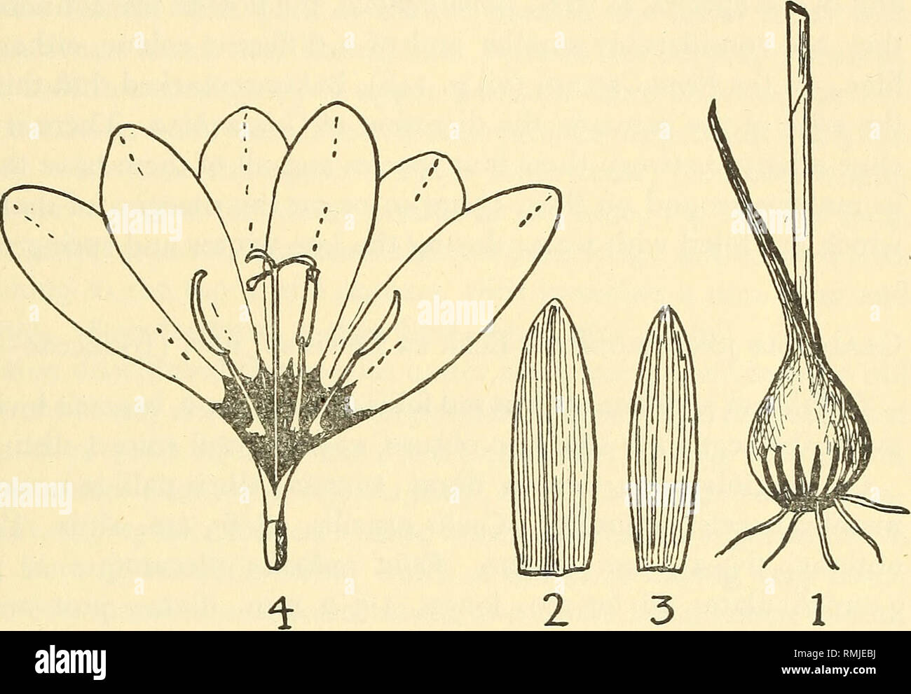 . Annals of the South African Museum = Annale van die Suid-Afrikaanse Museum. Natural history. Figure 4. Gladiolus symmetranthus Lewis. 1. Corm and base of stem. 2. Bract. 3. Bracteoles. 4. Flower, laid open. 5, Flower, side view, with upper part of the perianth lobes removed to show the stamens and style, X 2. All drawings natural size except where stated. Del. G.J. Lewis. Leighton, s. n. (Bolus Herb.), Sept.; Elsenburg, Grant 2512 (Bolus Herb.), Sept.; between Paarlberg and Paardeberg, Drege 8457 (Geneva), Aug.—Sept. Corm globose or subglobose, 1-1*5 cm- diam.; tunics coarse, usually con- ce Stock Photo