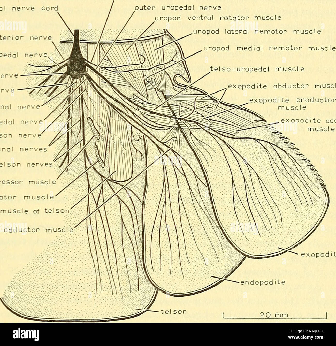 . Annals of the South African Museum = Annale van die Suid-Afrikaanse ...