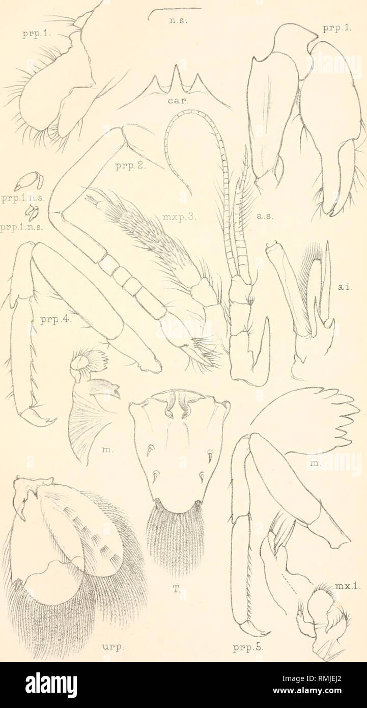 . Annals of the South African Museum. Annale van die Suid-Afrikaanse Museum. Natural history. Aim. S. Afr. Mus. Vol. XV. Crustacea Plate LXXXVII. Plate XXIII. prp prp.l.. -Del.T.R.R.Stebting. West,Newman lith. SYNALPHEUS AN I S OCHEIR. Please note that these images are extracted from scanned page images that may have been digitally enhanced for readability - coloration and appearance of these illustrations may not perfectly resemble the original work.. South African Museum; South African Museum. Annale van die Suid-Afrikaanse Museum. Cape Town [etc. , South African Museum, etc. ] Stock Photo