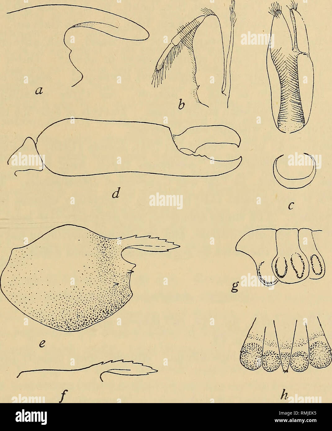 . Annals of the South African Museum = Annale van die Suid-Afrikaanse Museum. Natural history. Descriptive Catalogue of South African Decapod Crustacea. 793 robust. Dactyls of 3rd-5th legs strongly hooked, simple, basal width about half the distal width of 6th joint. Length up to 25 mm. (Kemp: one ? 39 mm.). Pale translucent buff, yellowish or pink, the colour formed by numerous stellate specks. Fig. 150.—Anchistus inermis (Miers). a, rostrum, b, mxp. 3. c, chela of 1st leg, with cross-section through palm, d, 2nd leg, larger chela. Periclimenes (Ancylocaris) brevicarpalis (Schenkel). e, carap Stock Photo